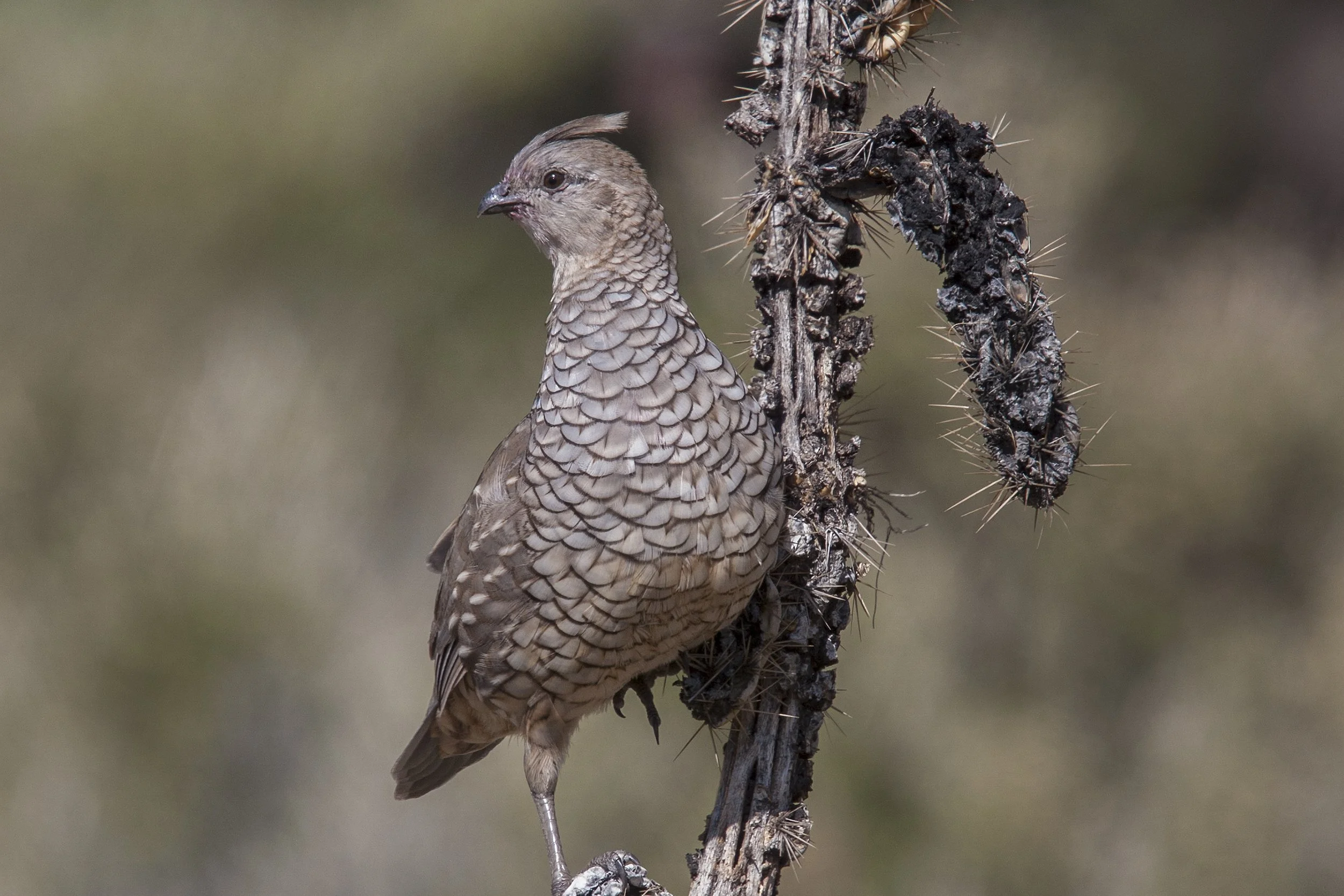 Scaled Quail