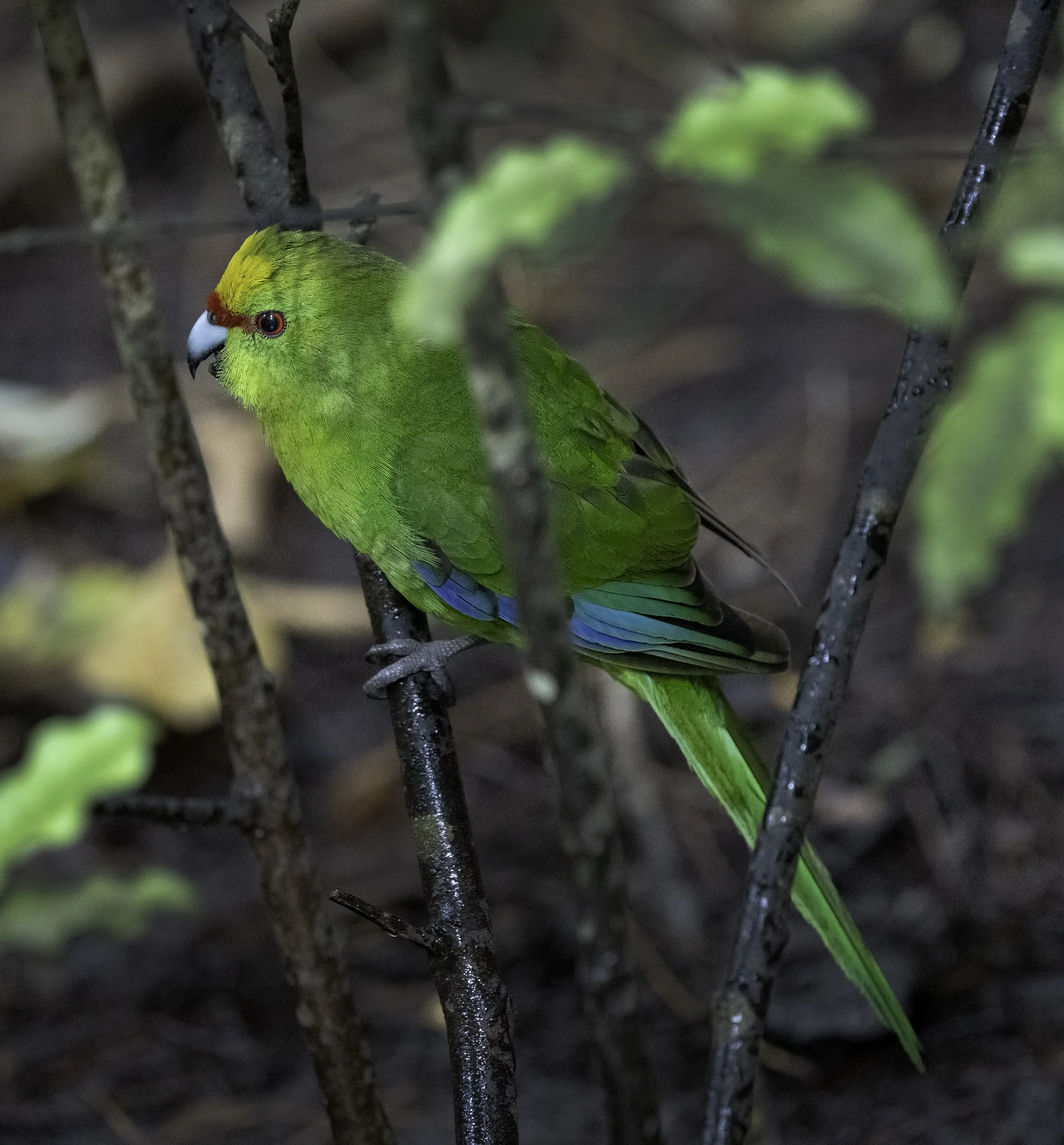 Yellow Crowned Parakeet