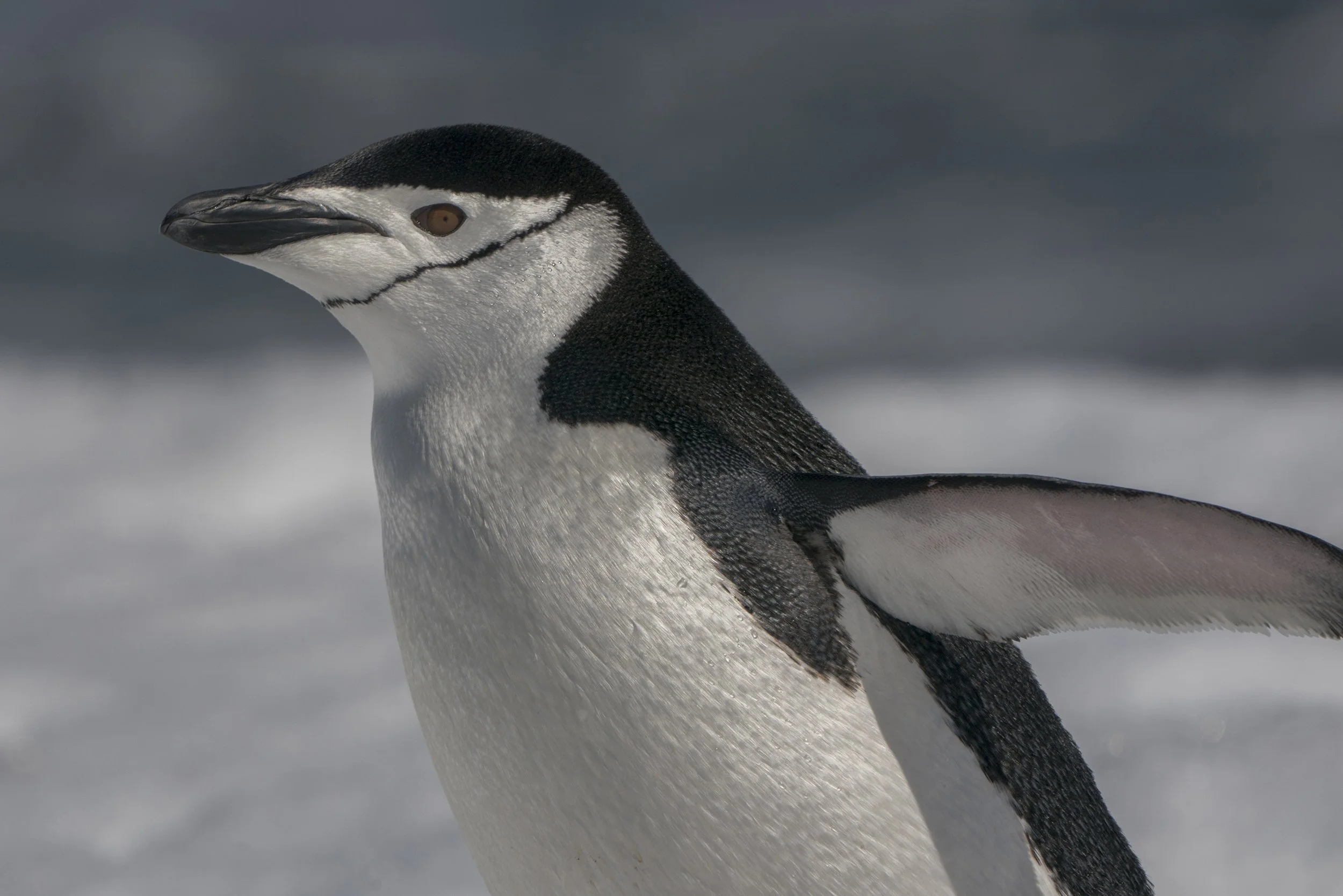 Chinstrap Penguin