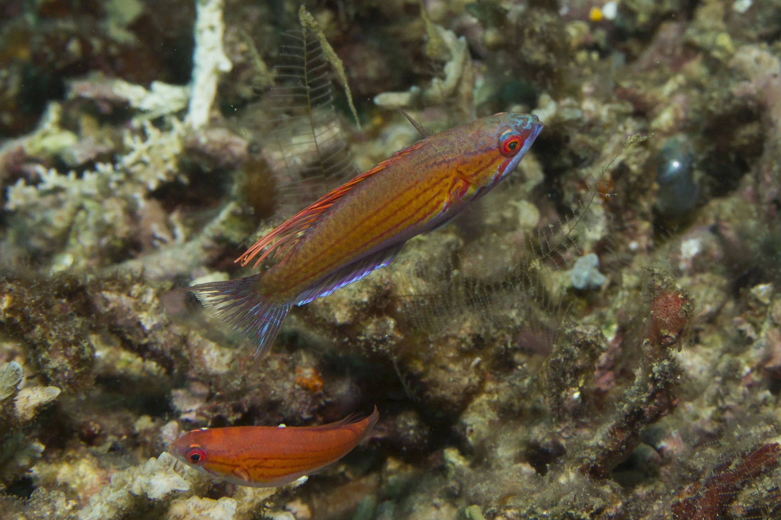 Halmahera_IMG_2420 (1).jpg