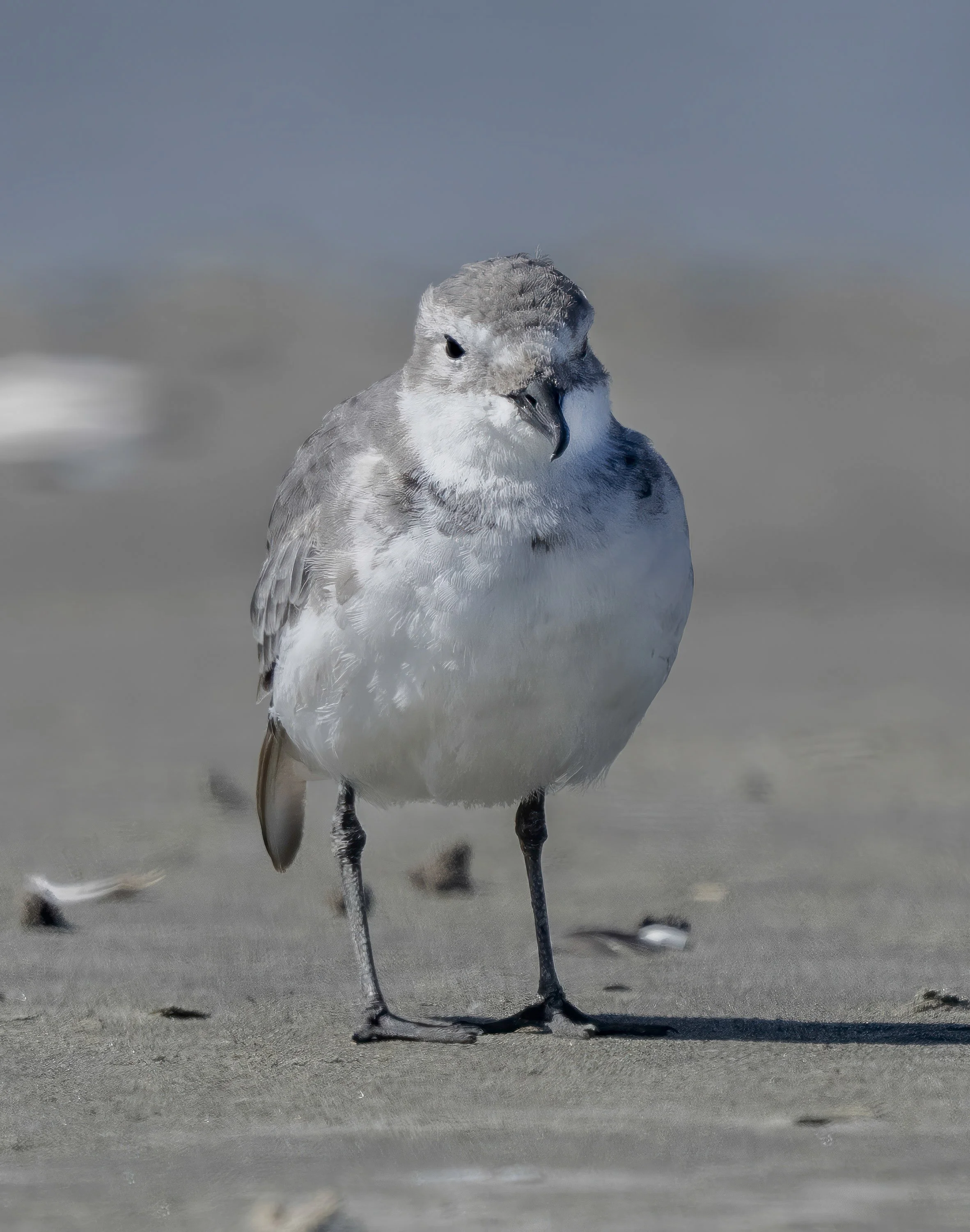 Wrybill
