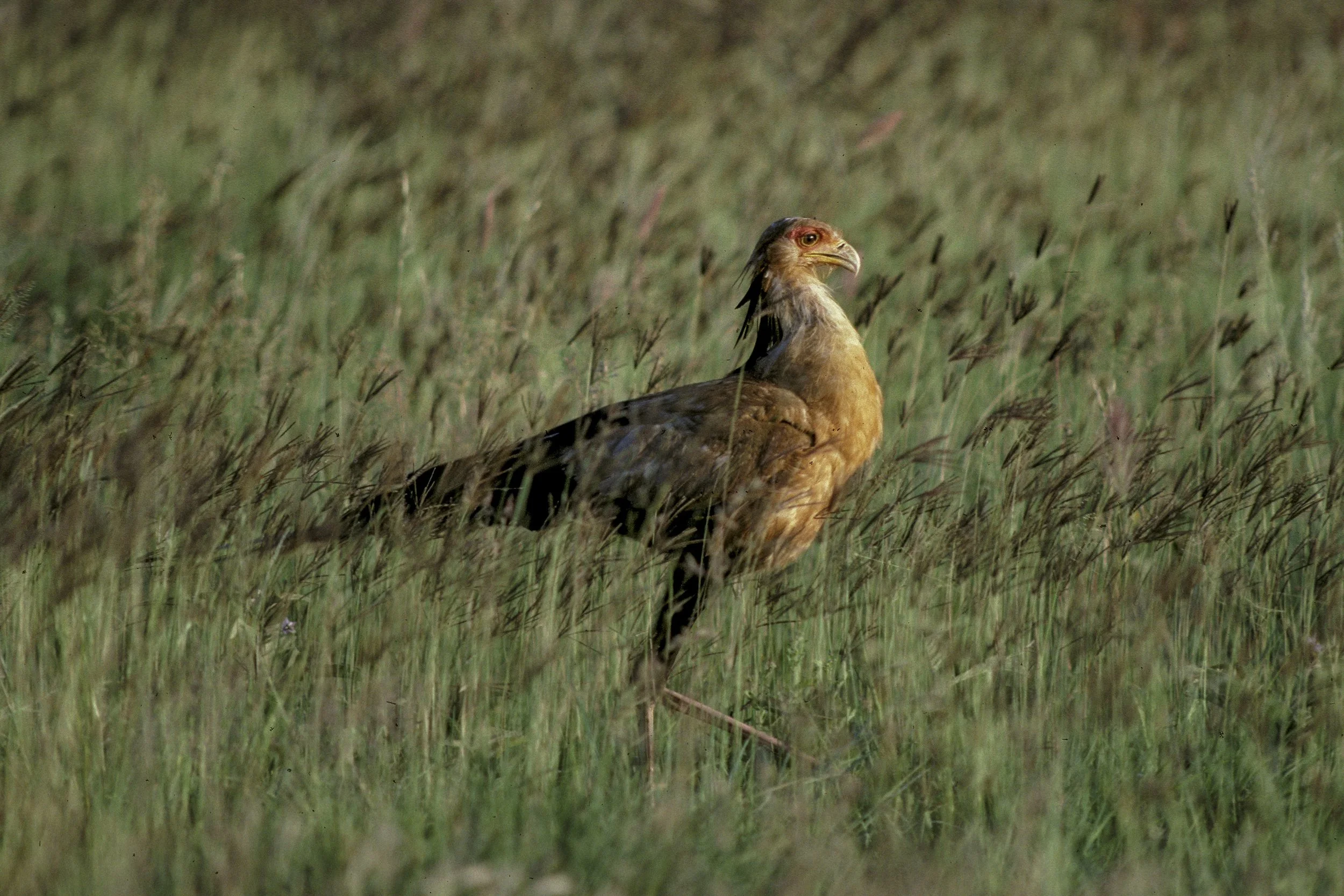 Secretarybird