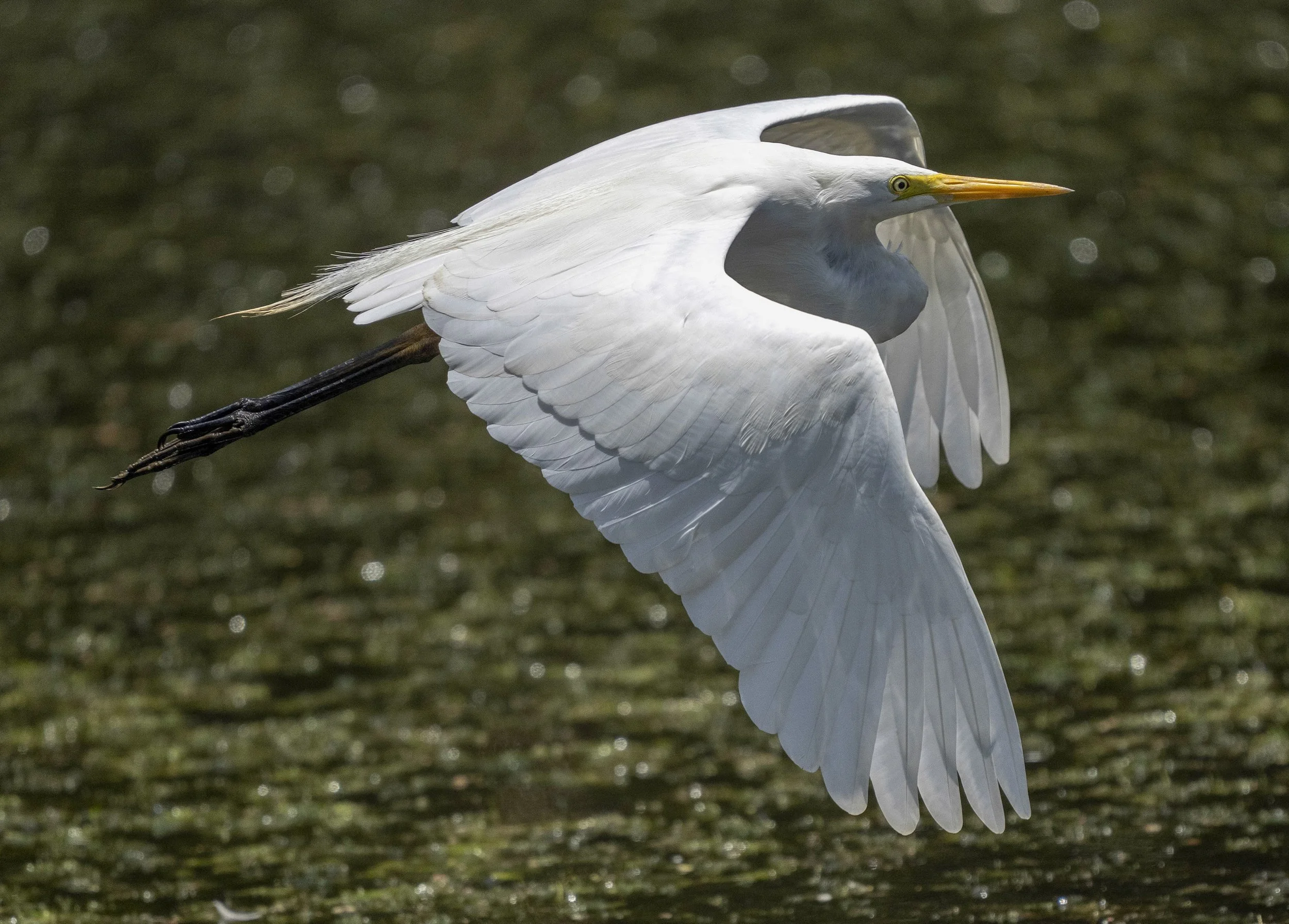 Intermediate Egret