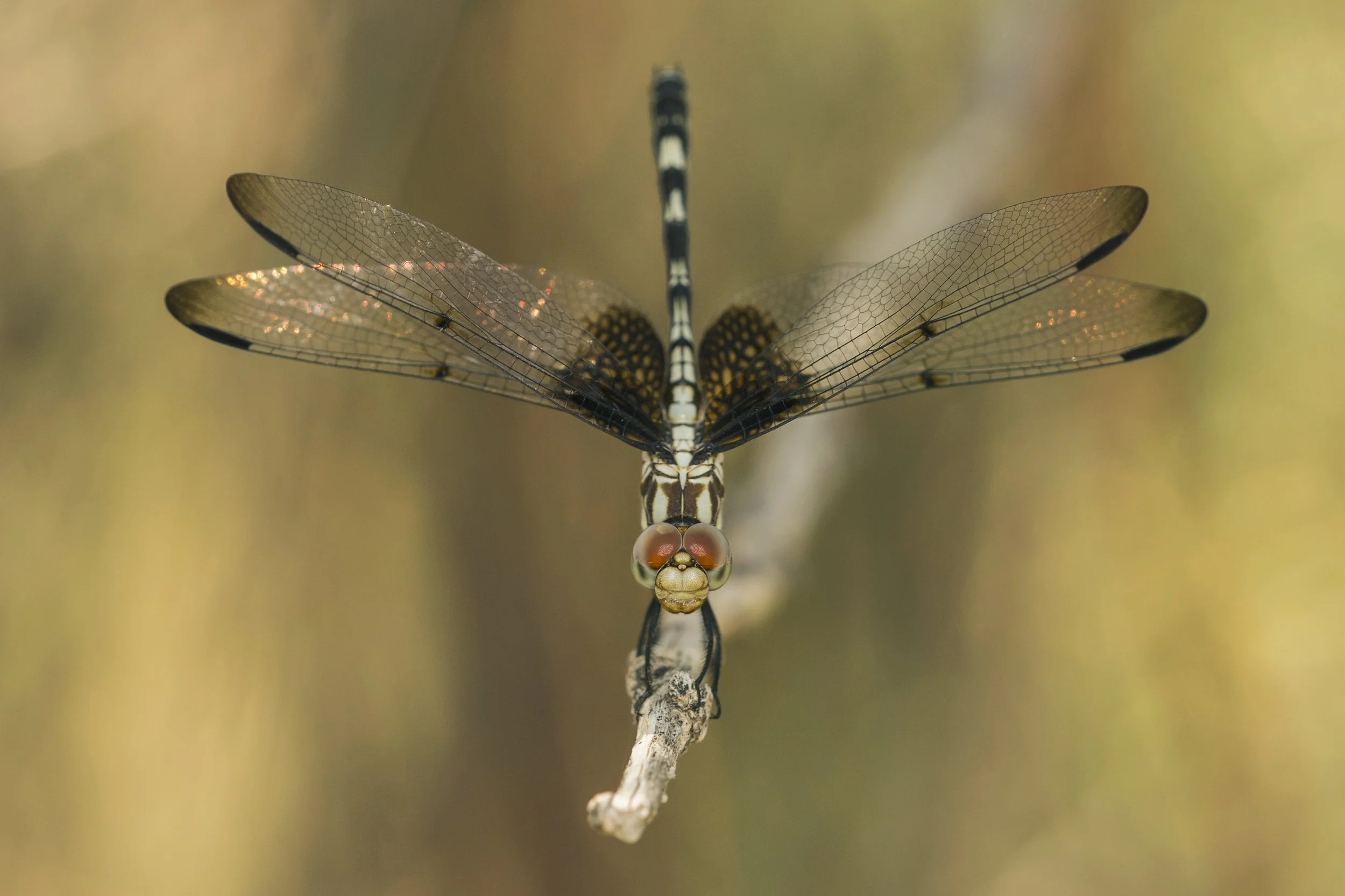 heckered Setwing (Dythemis fugax)_DSC09810.jpg