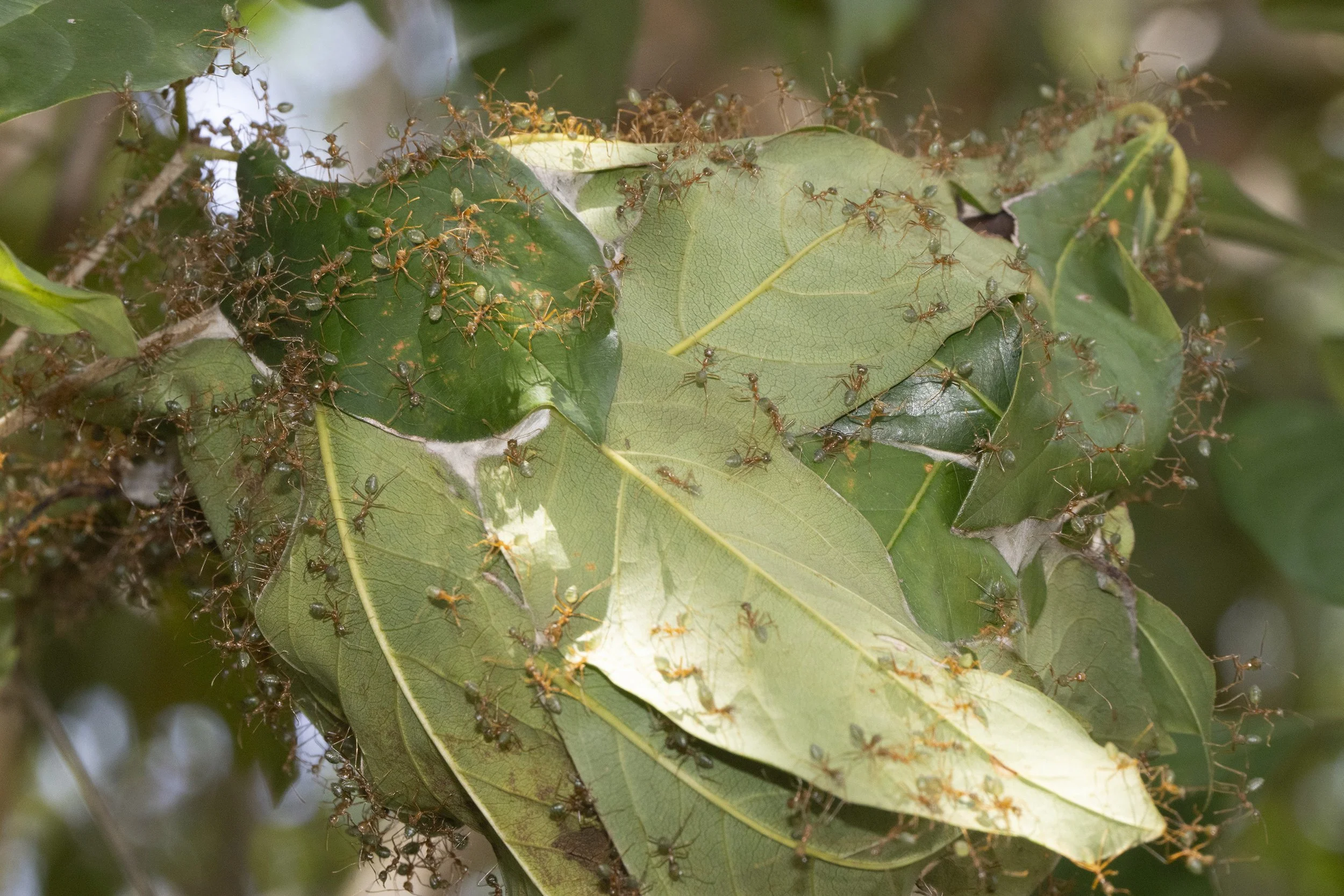 Green Ants