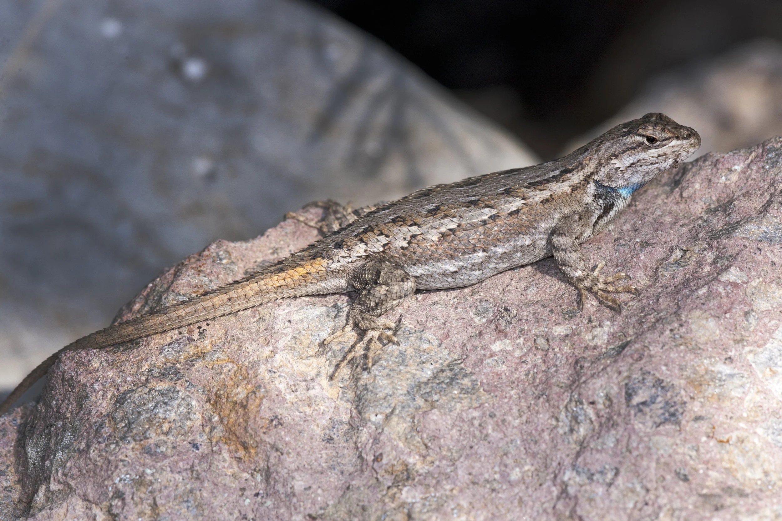 Fence Lizard, NM