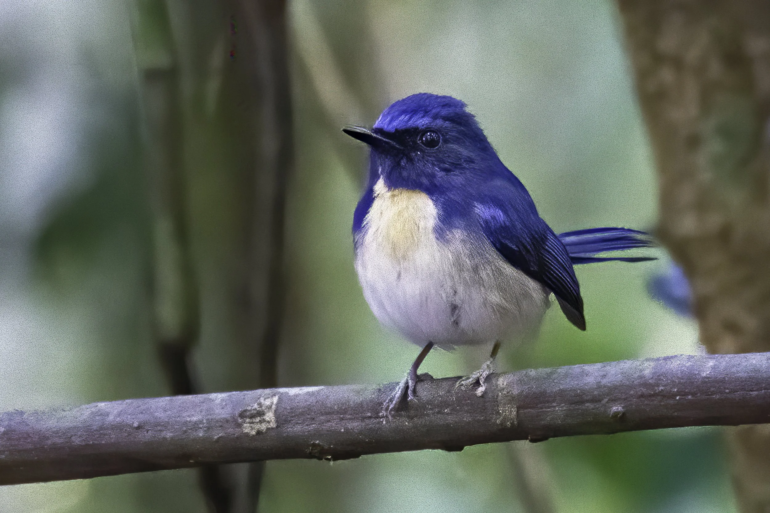 Siberian Blue Robin