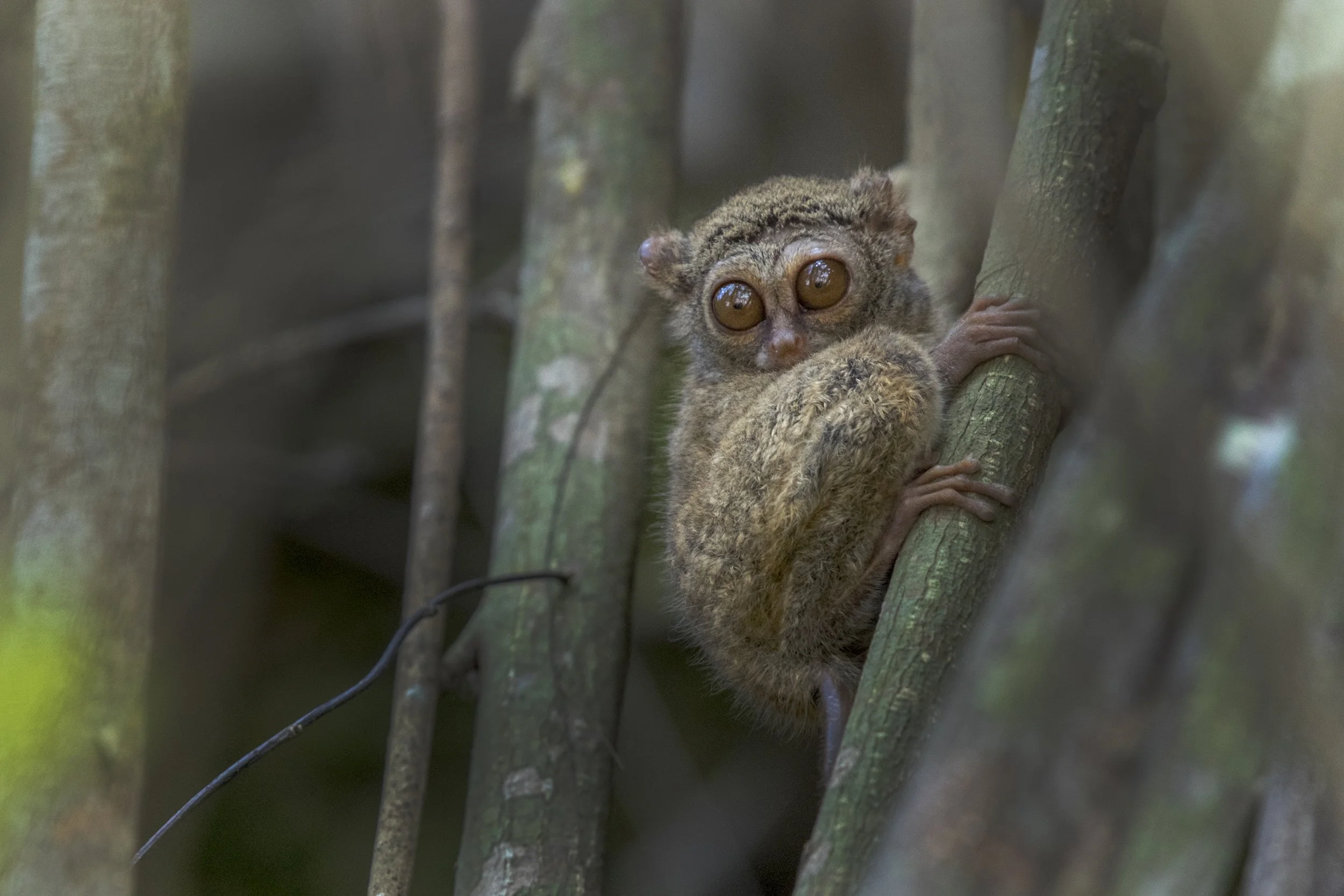 Tarsier, Indonesia