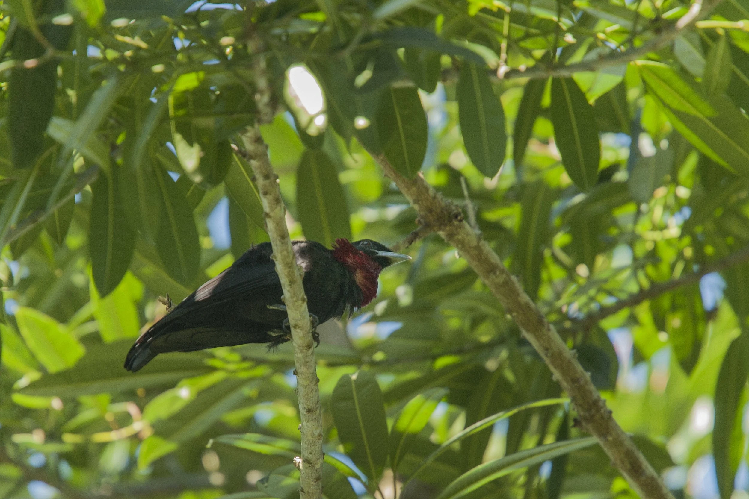 Purple Throated Fruitcrow