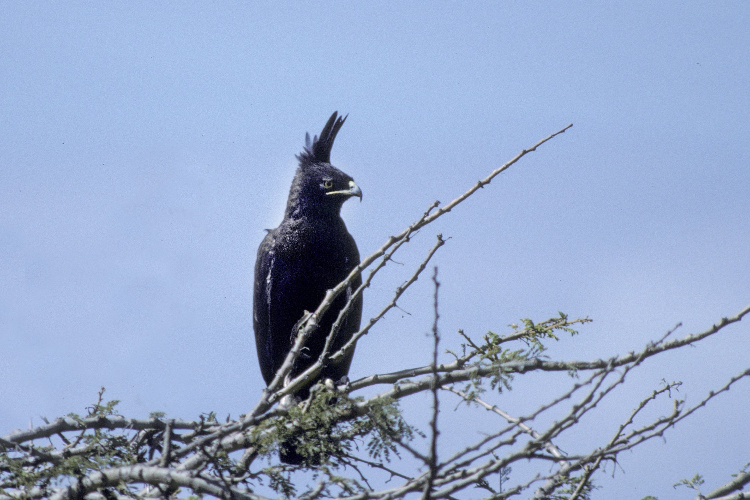 Long Crested Eagle
