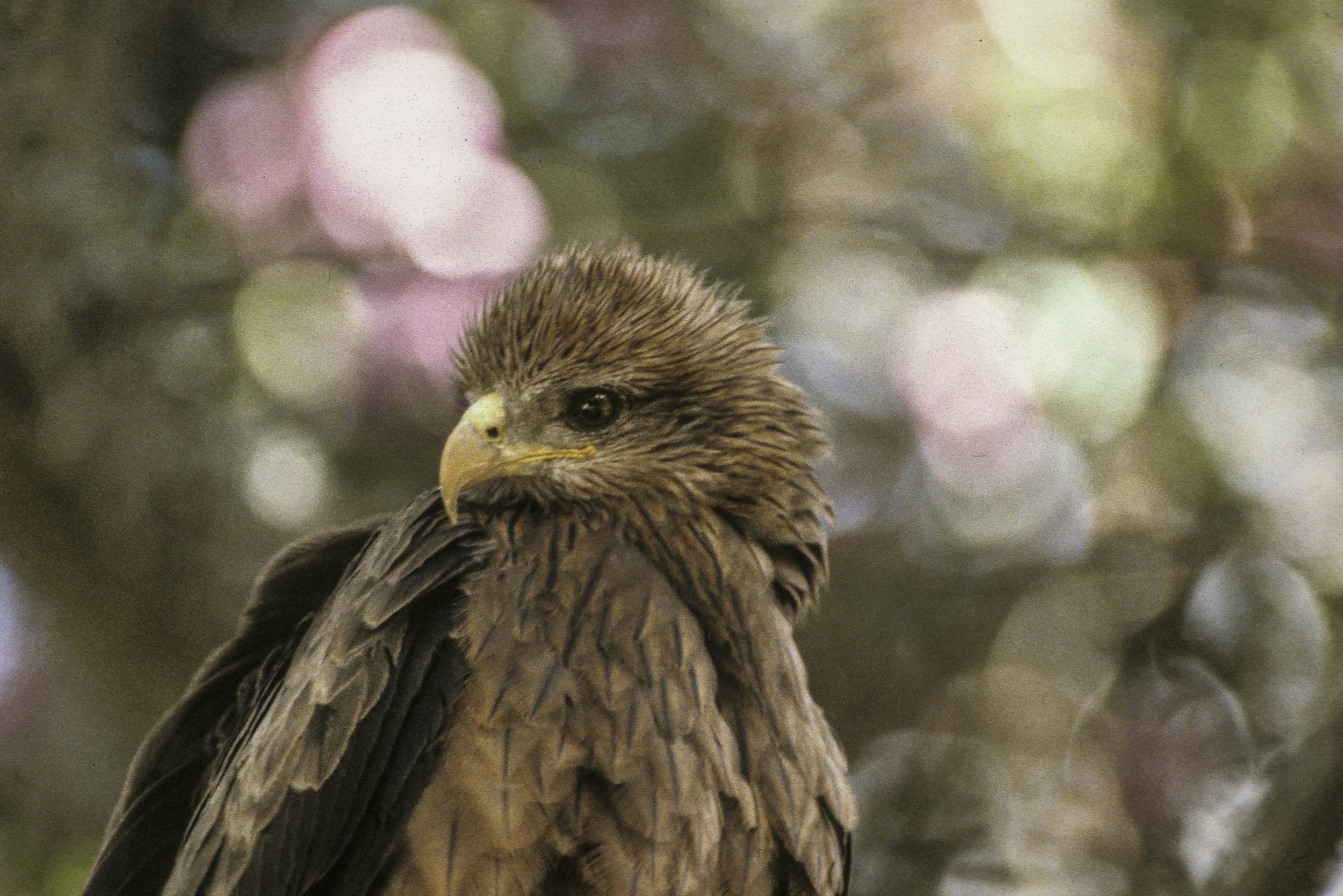 Black Kite