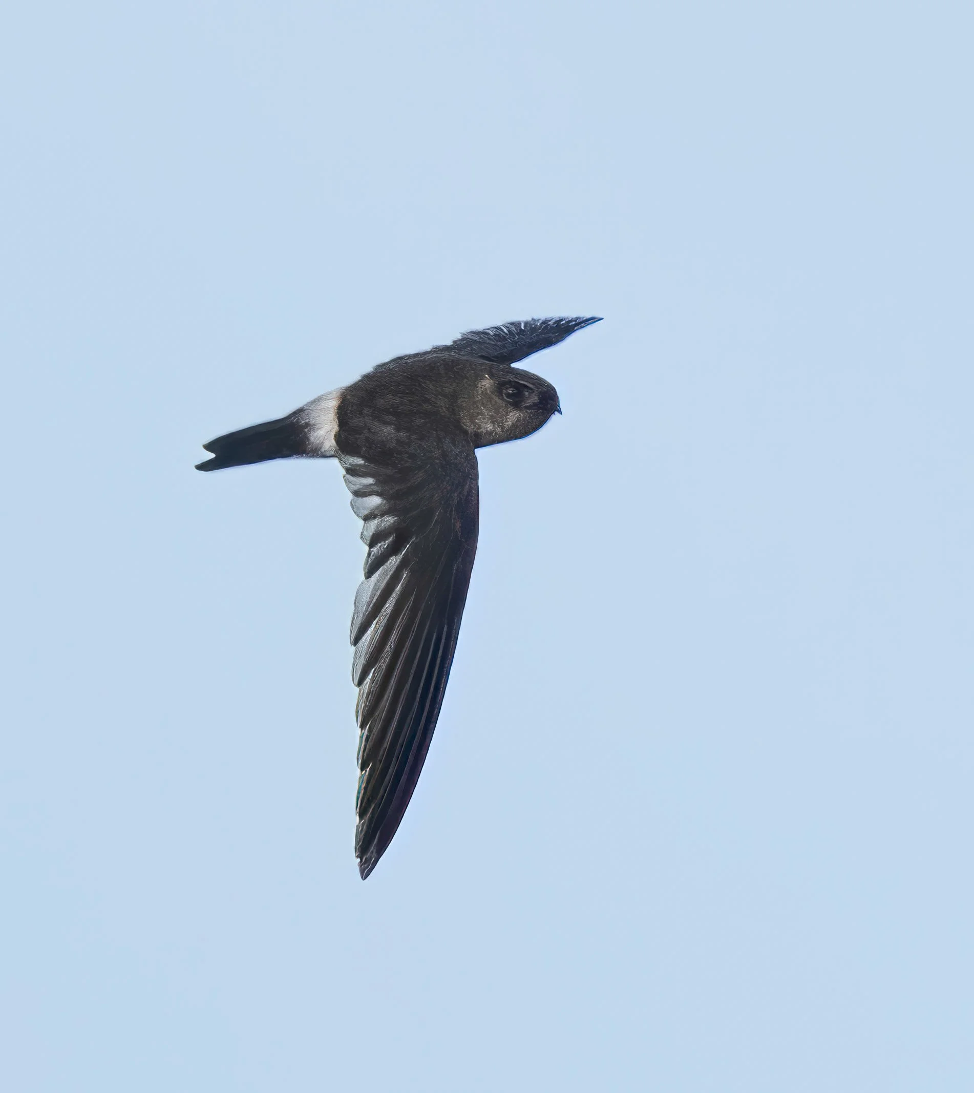 Australian Swiftlet