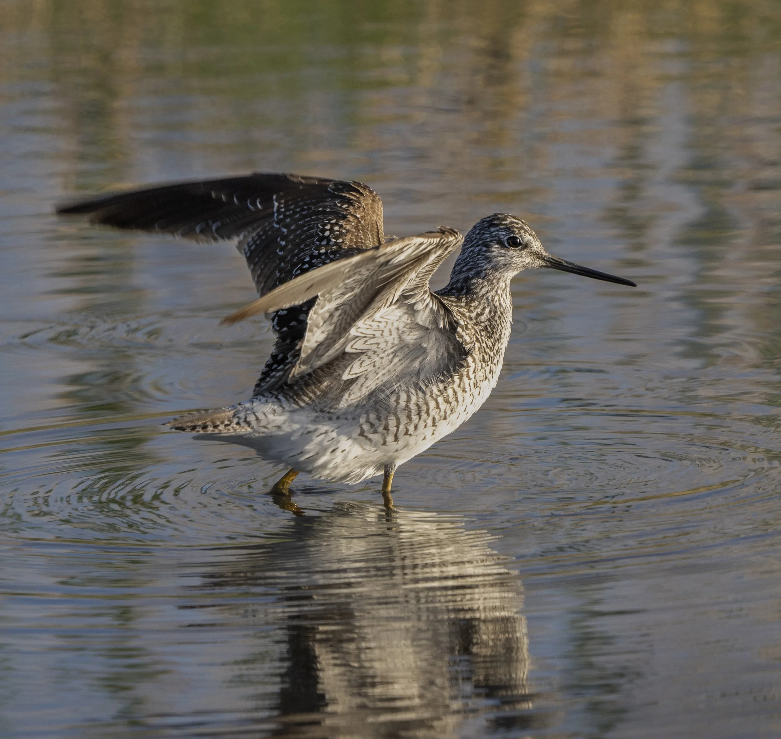 Greater Yellowlegs