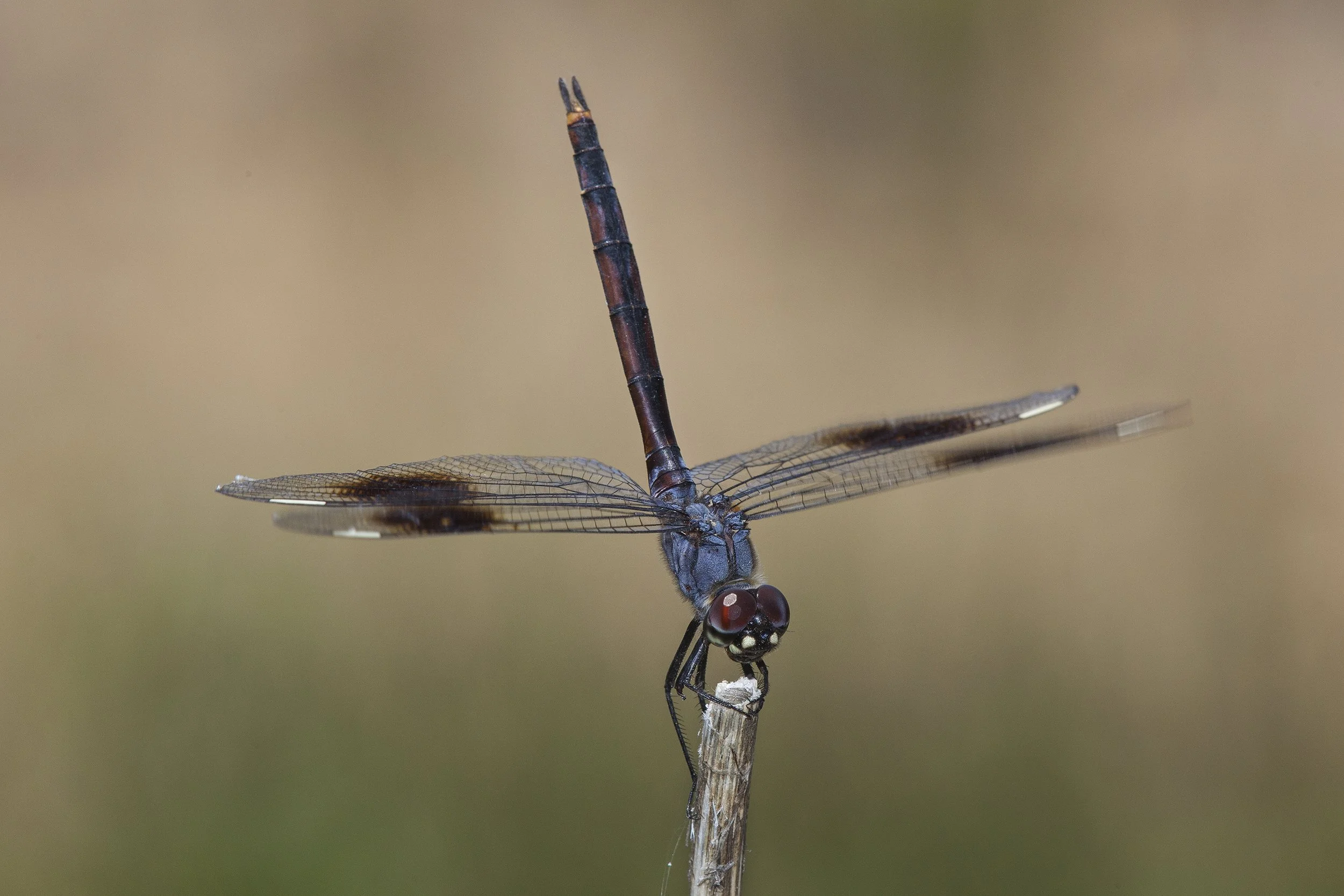 Four Spotted Pennant (Brachymesia furcata)_IMG_5285.jpg