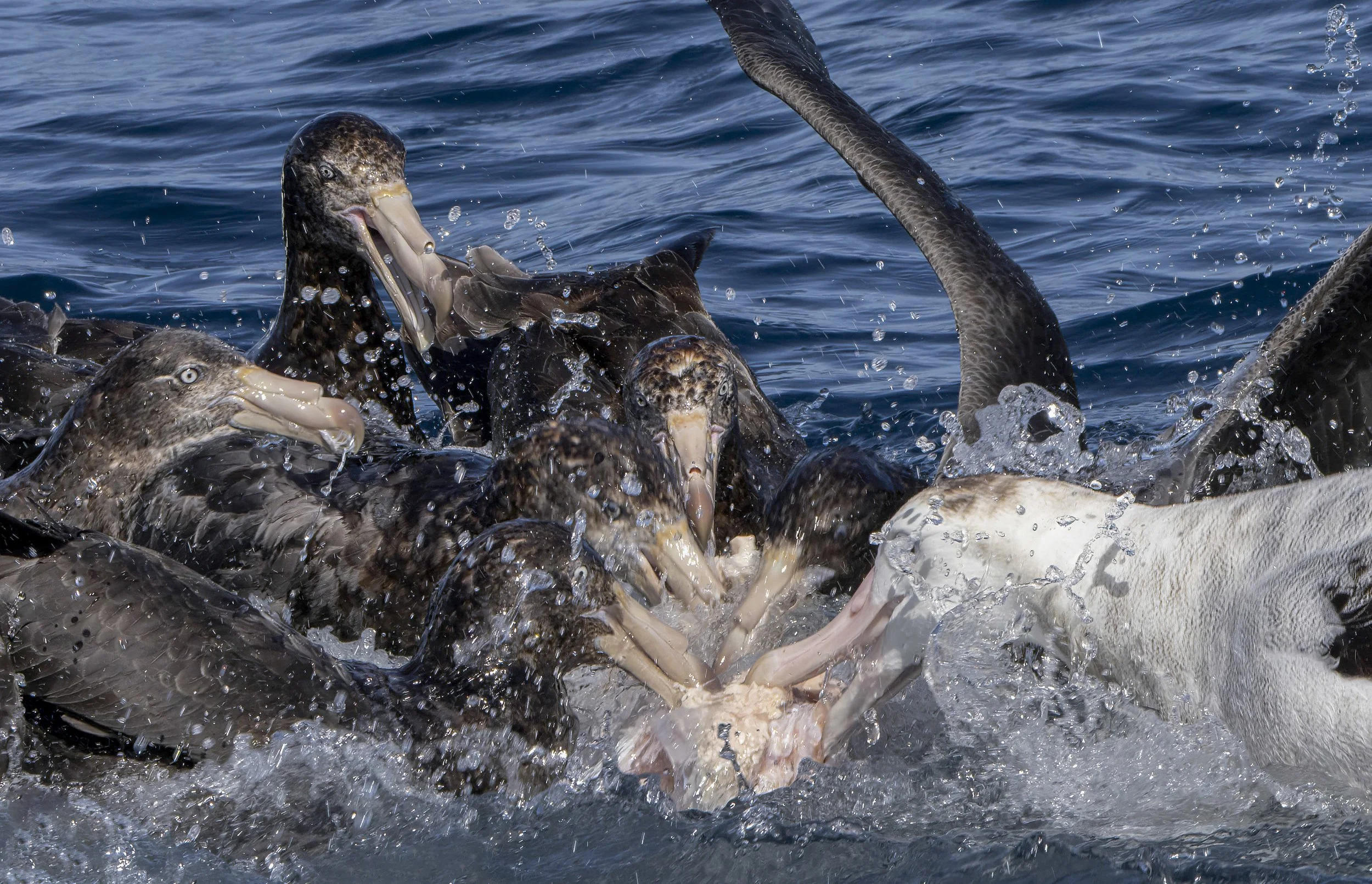 Southern Giant Petrel