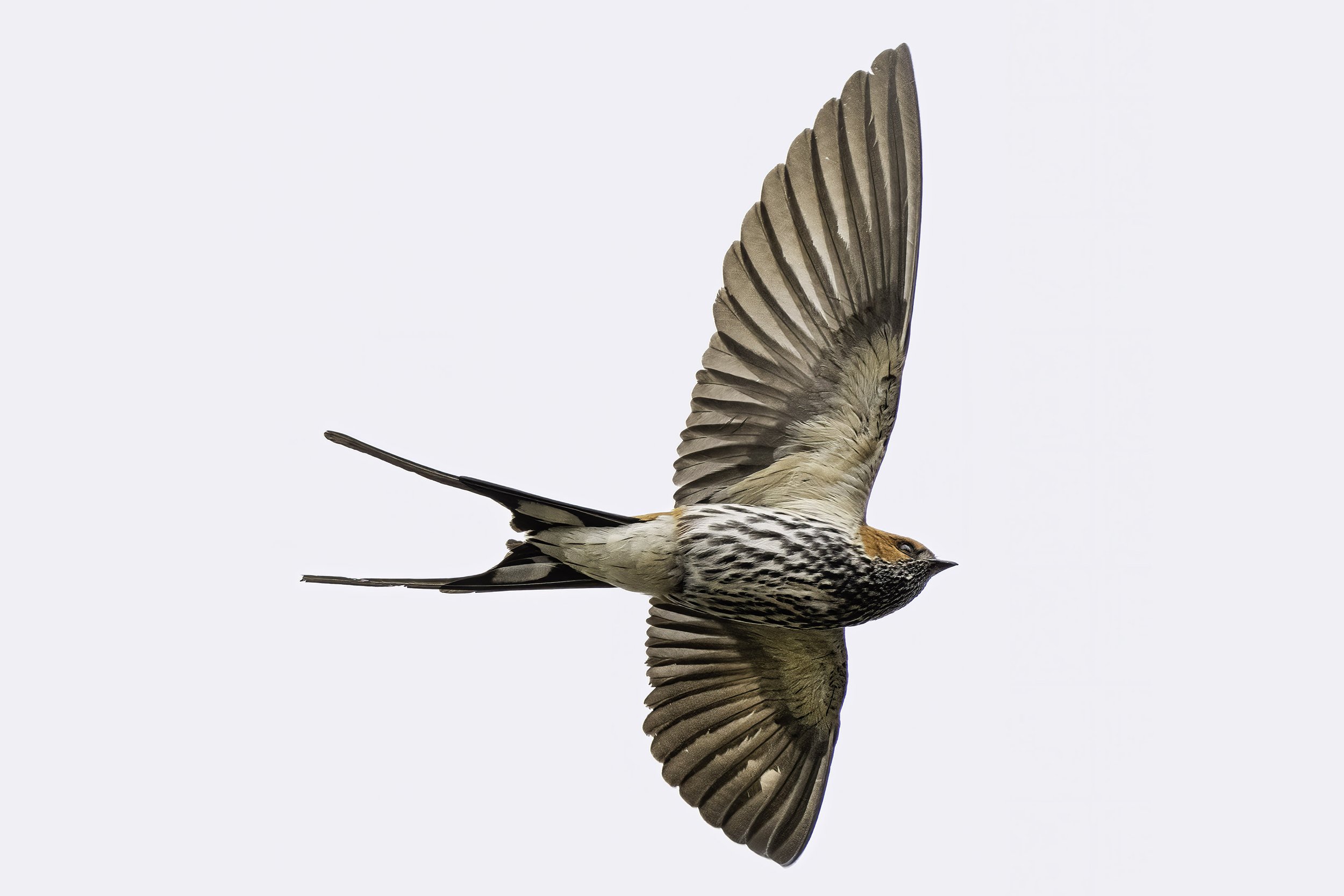 Lesser Striped Swallow
