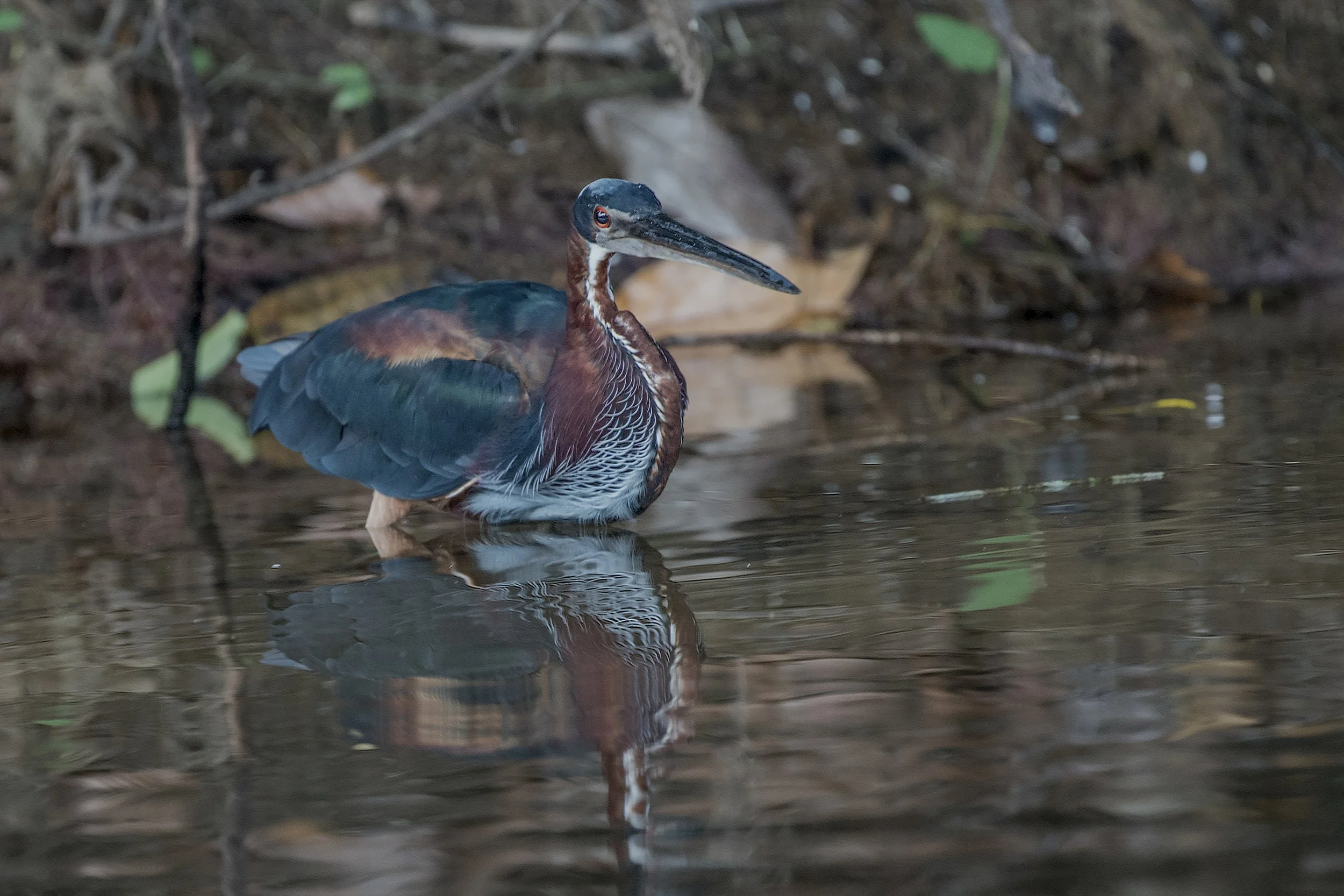 Agami Heron