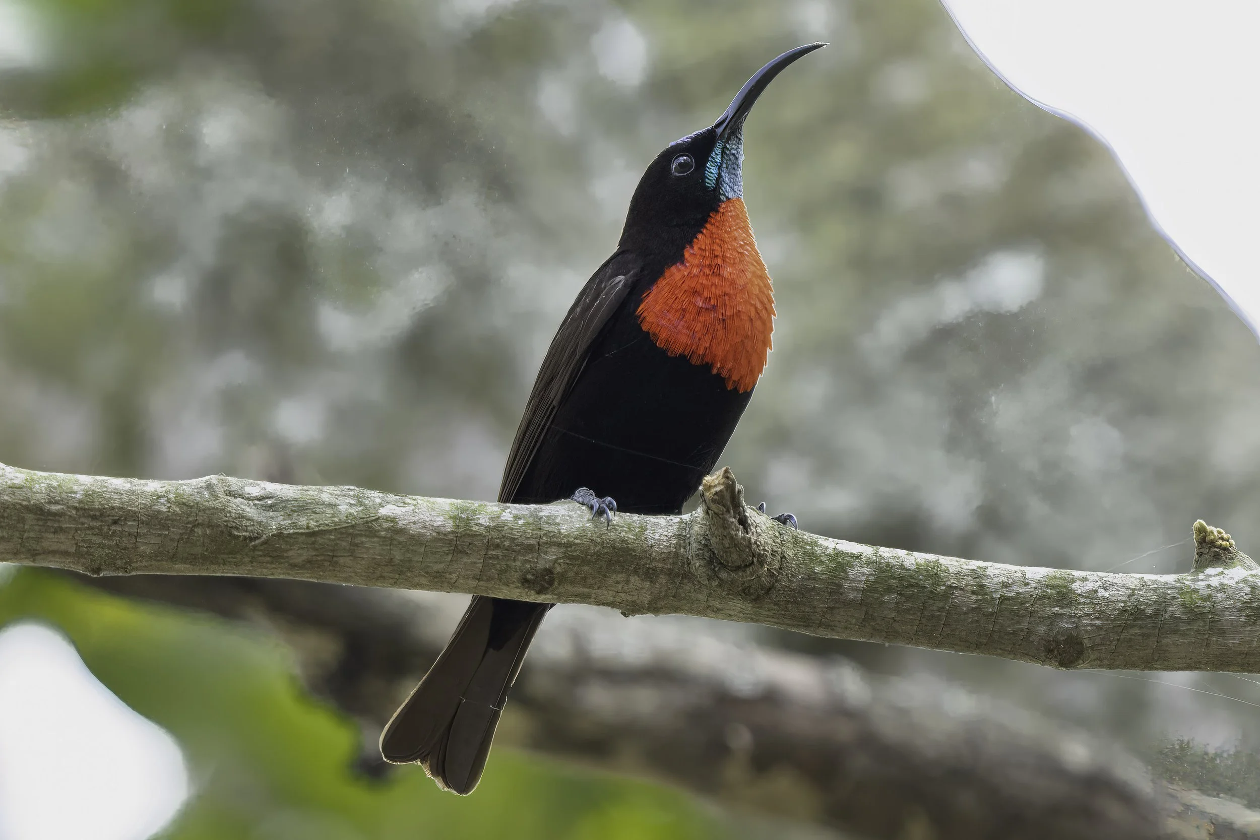 Scarlet Chested Sunbird