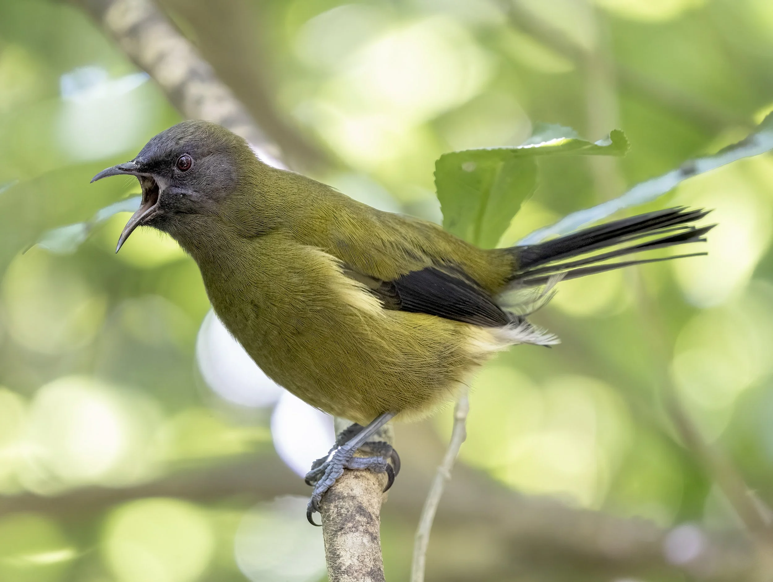 New Zealand Bellbird