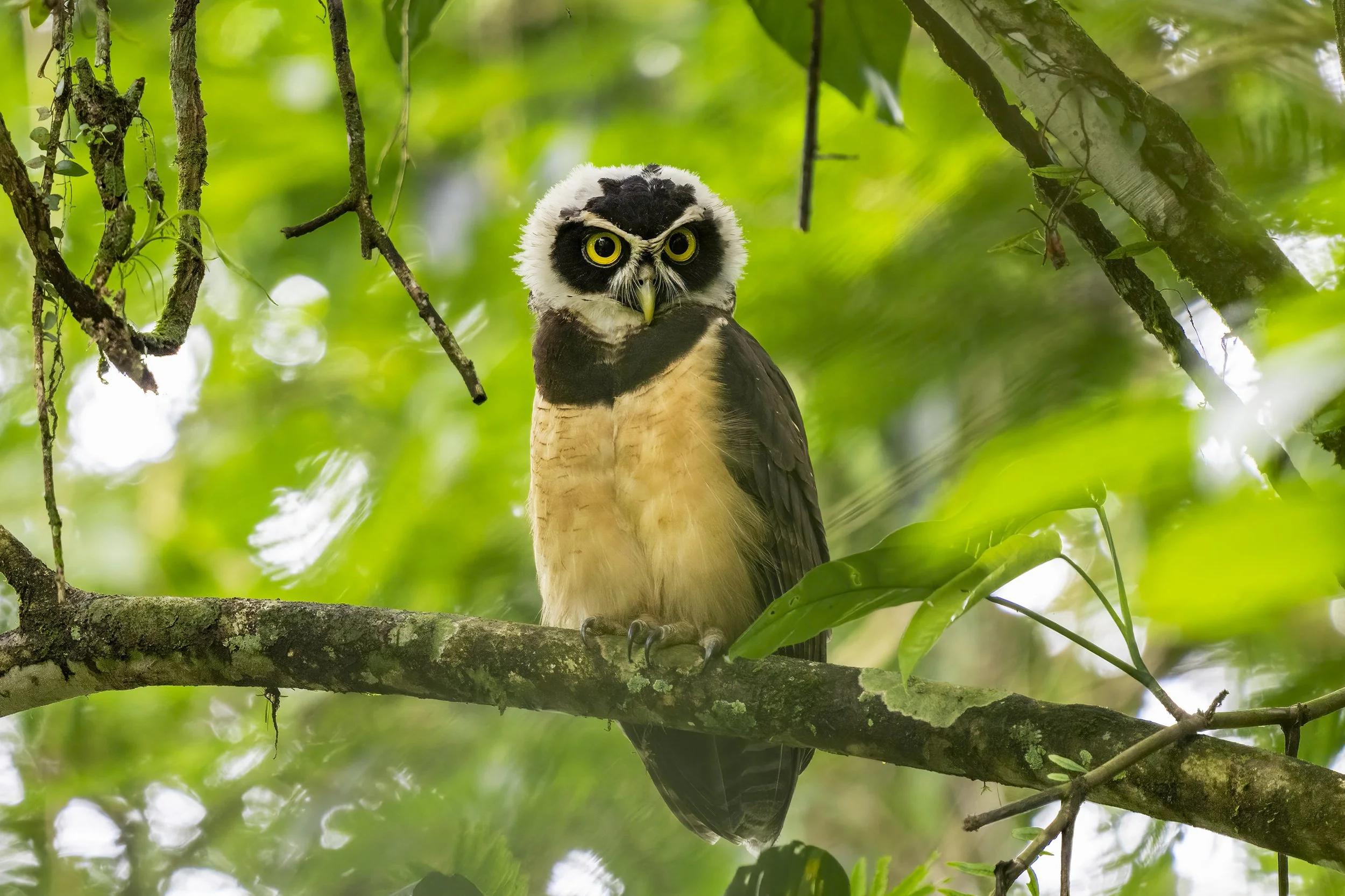  Spectacled Owl