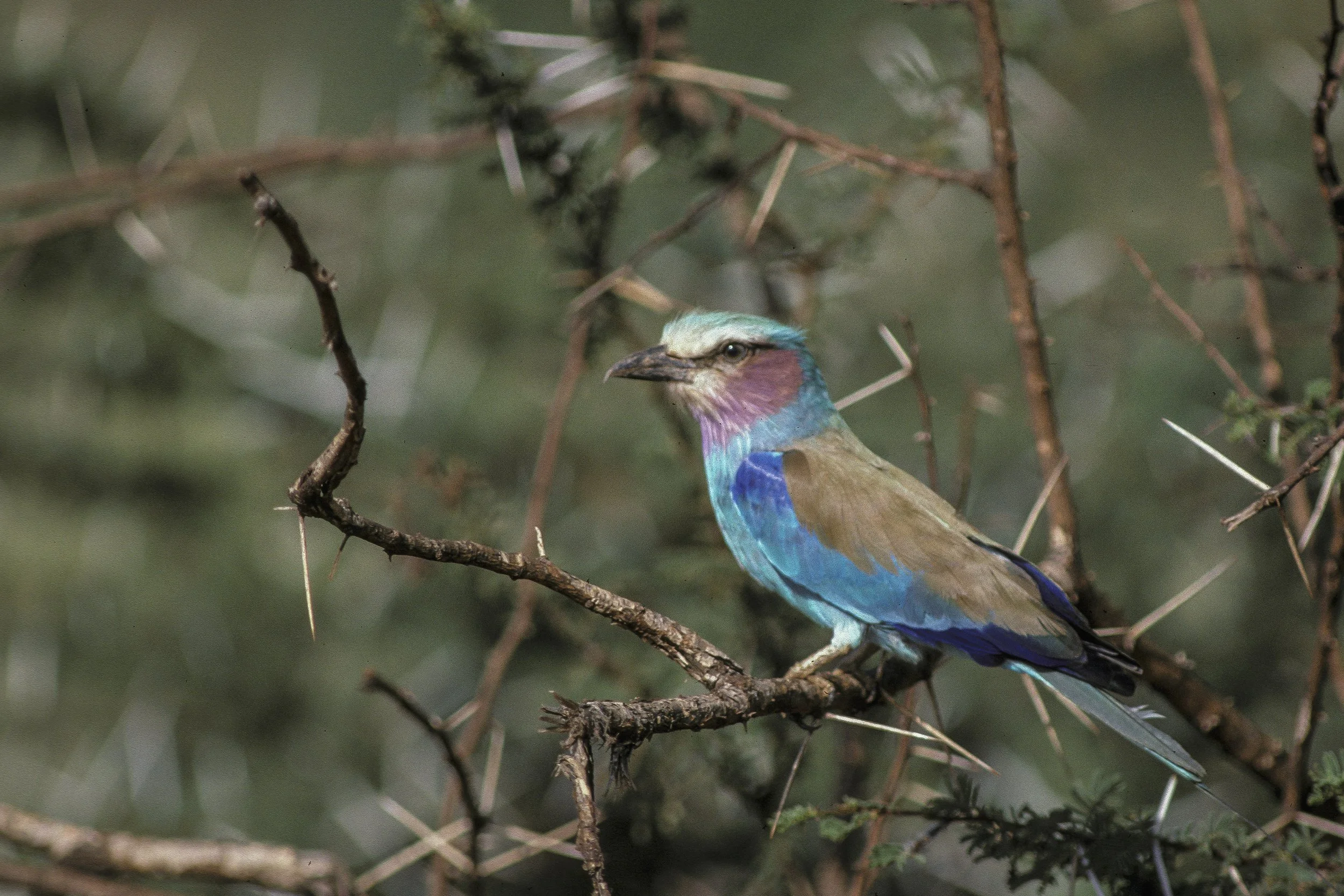 Lilac Breasted Roller
