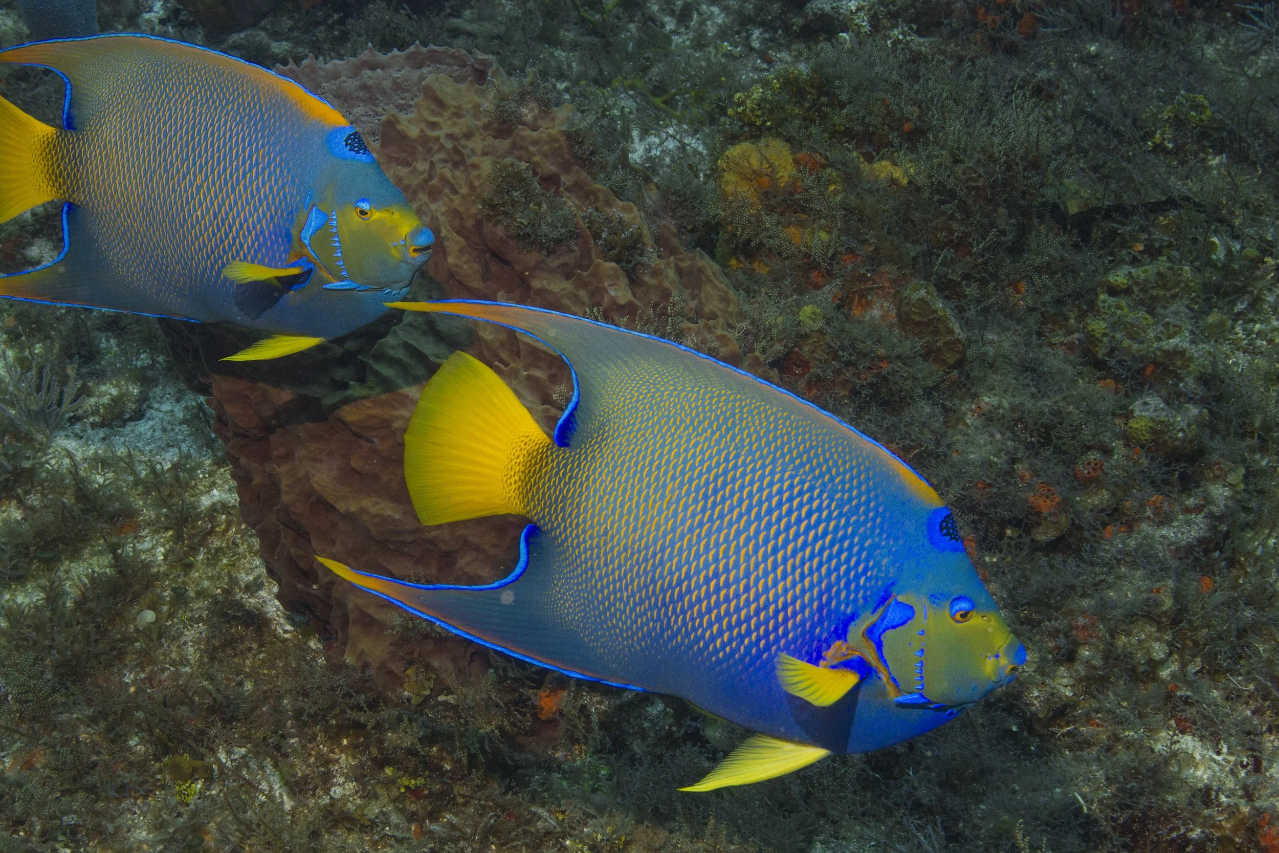 Cozumel_IMG_0259.jpg