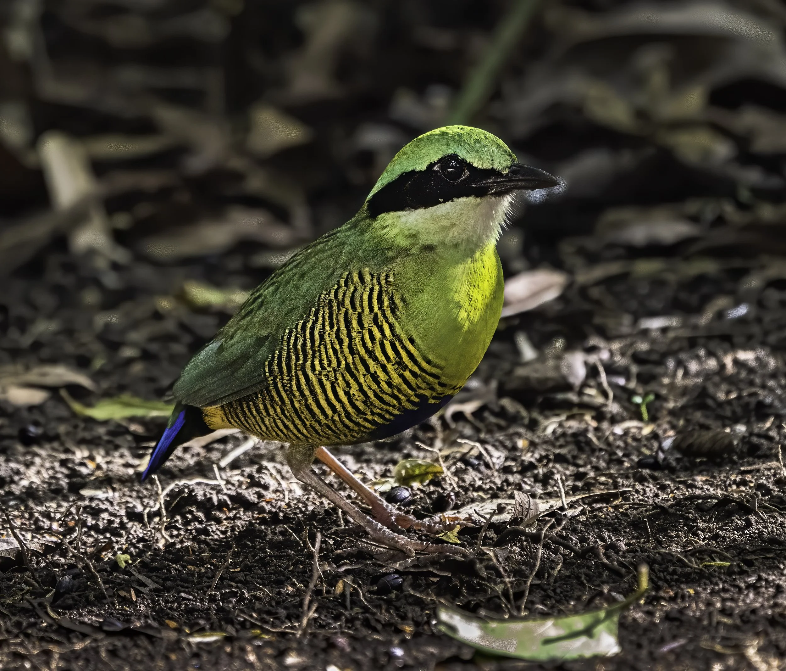 Bar Bellied Pitta 