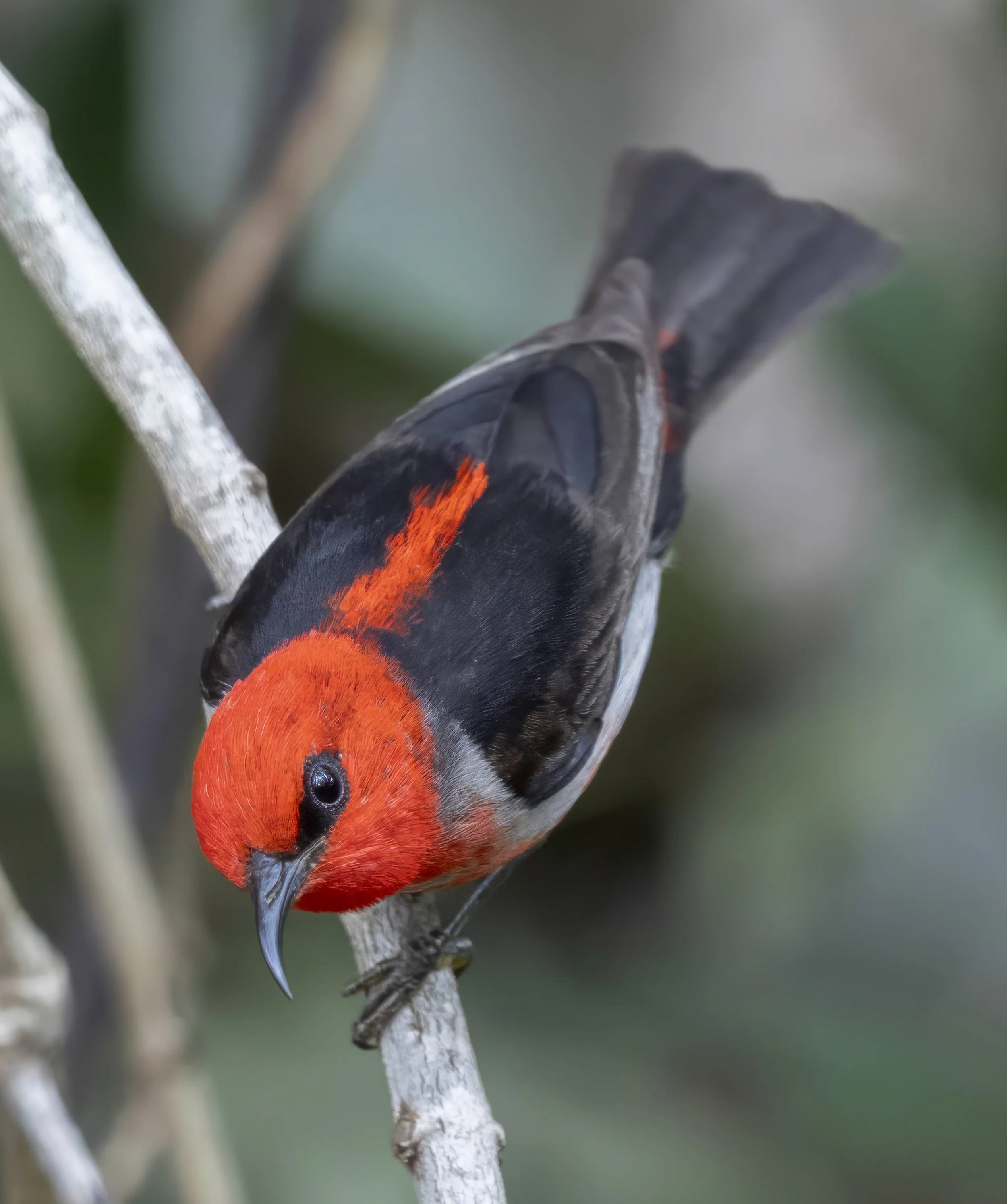 Scarlet Myzomela