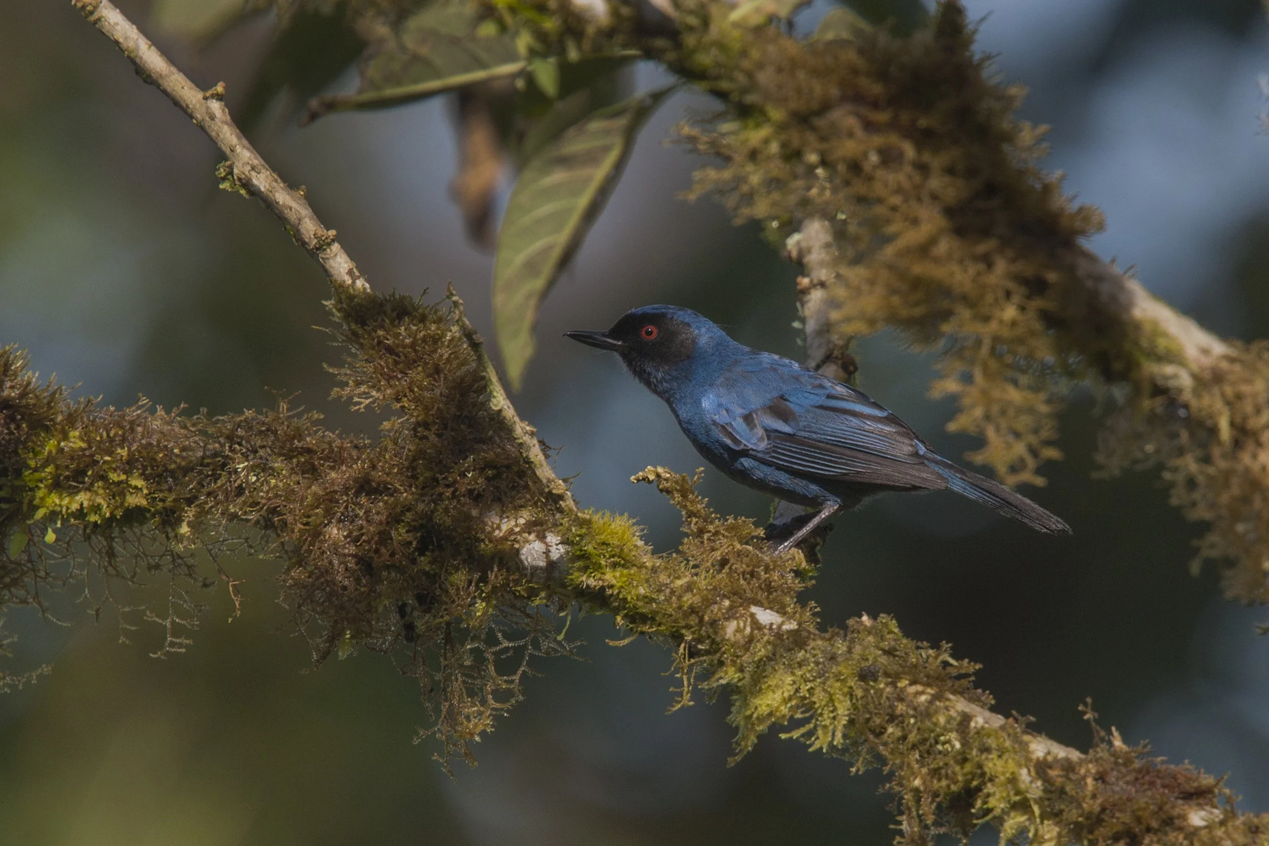 Masked Flowerpiercer