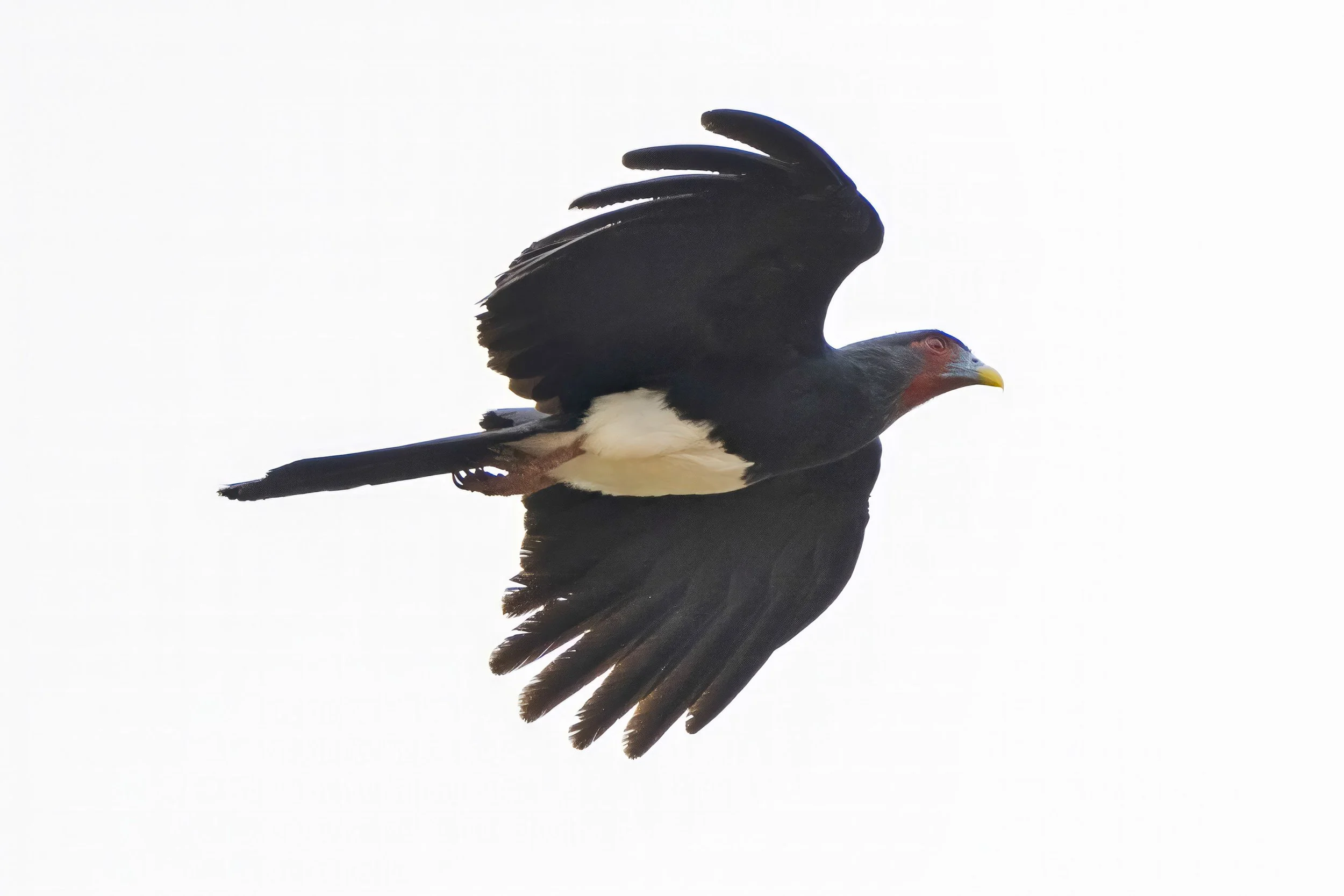 Red Throated Caracara