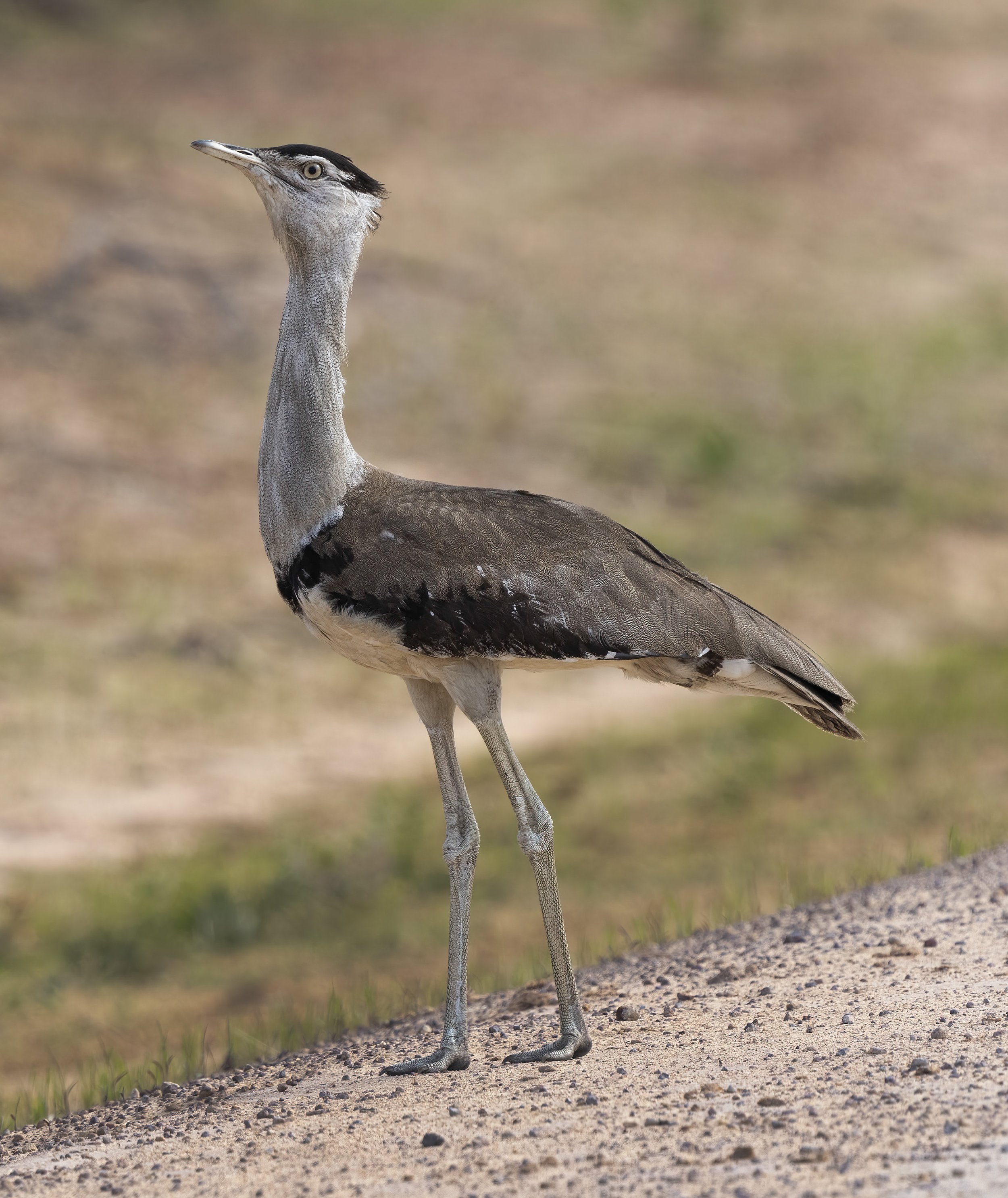 Australian Bustard