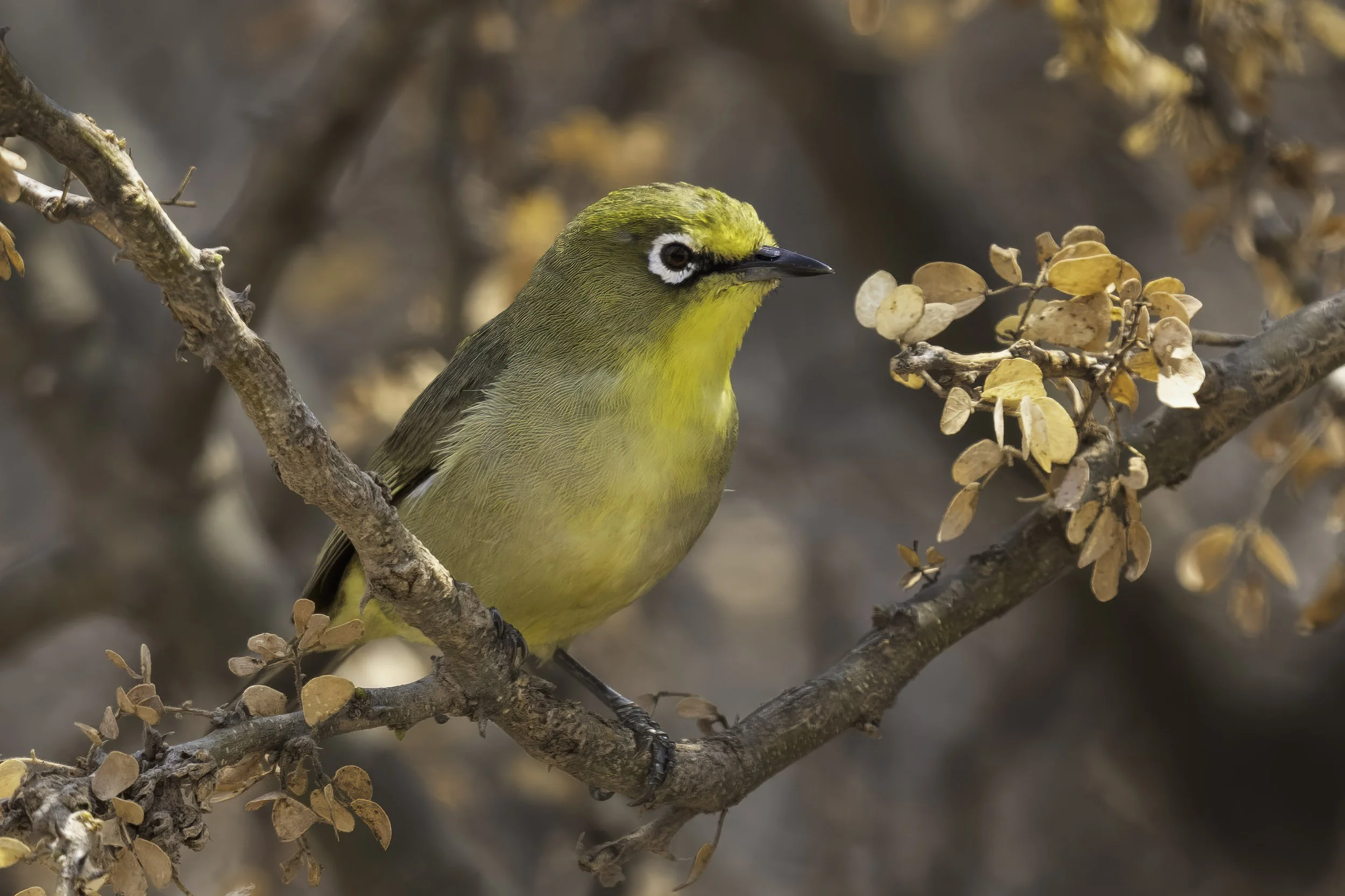 Cape White-eye