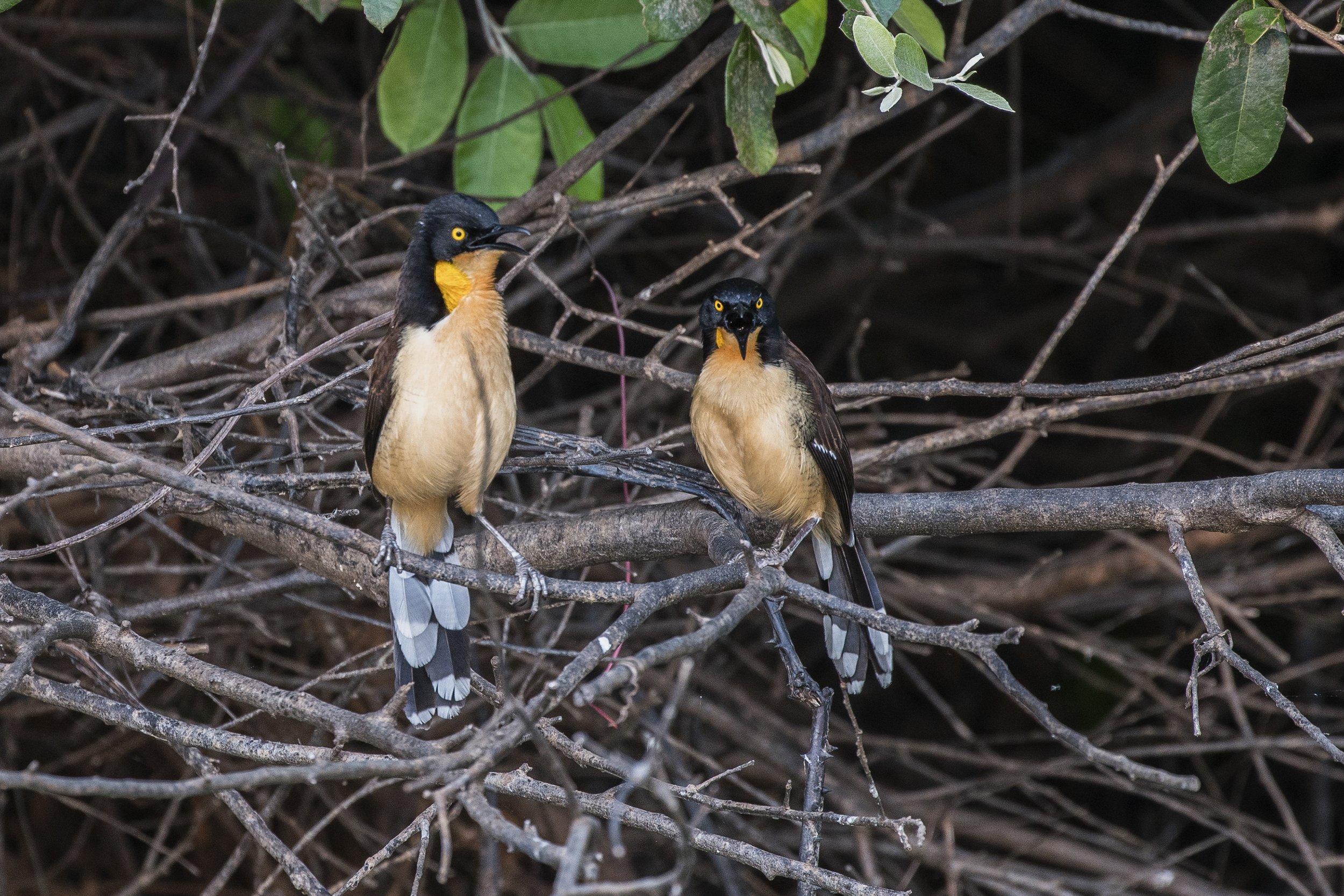 Black Capped Donacobius