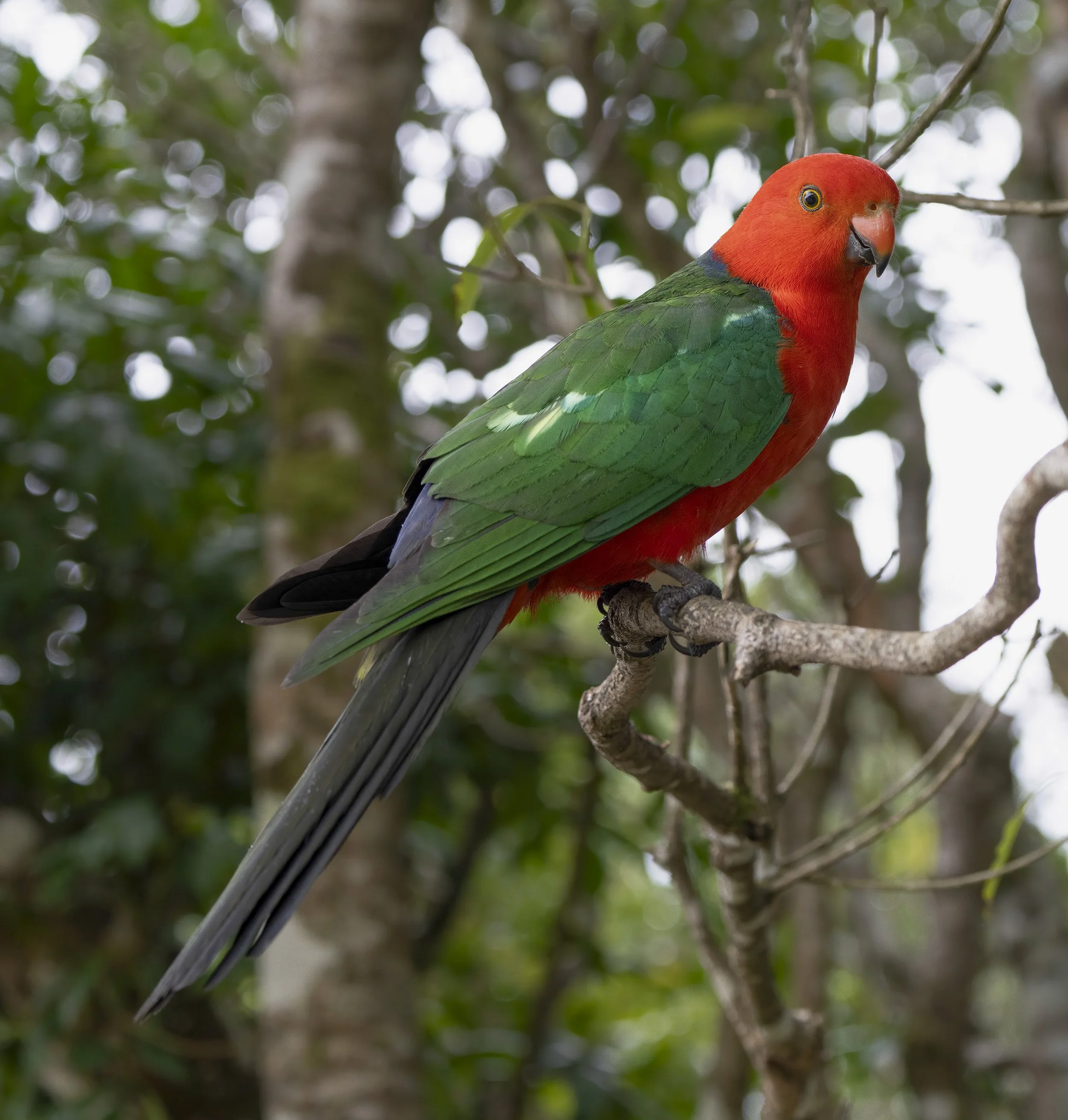 Australian King Parrot