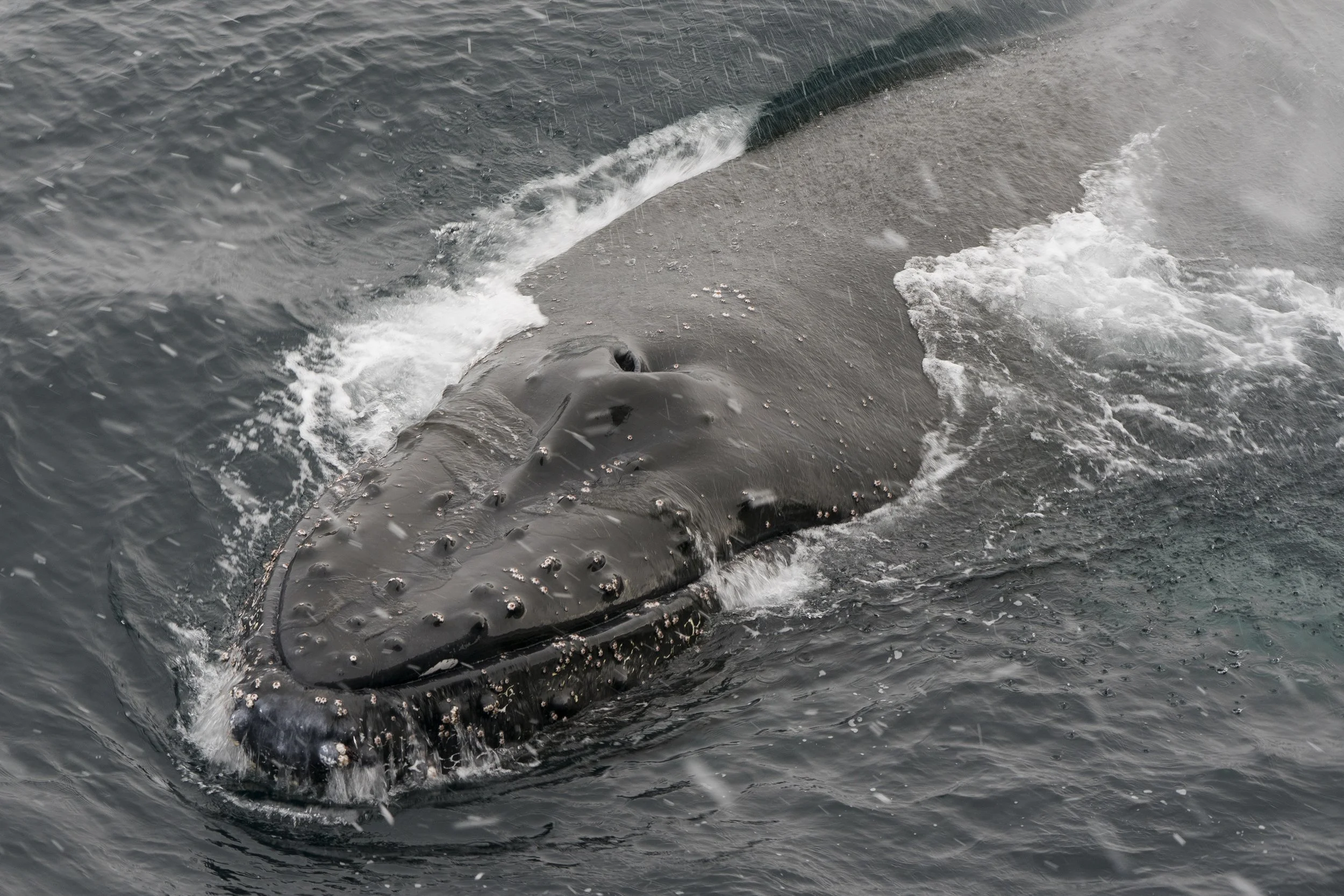 Humpback Whale