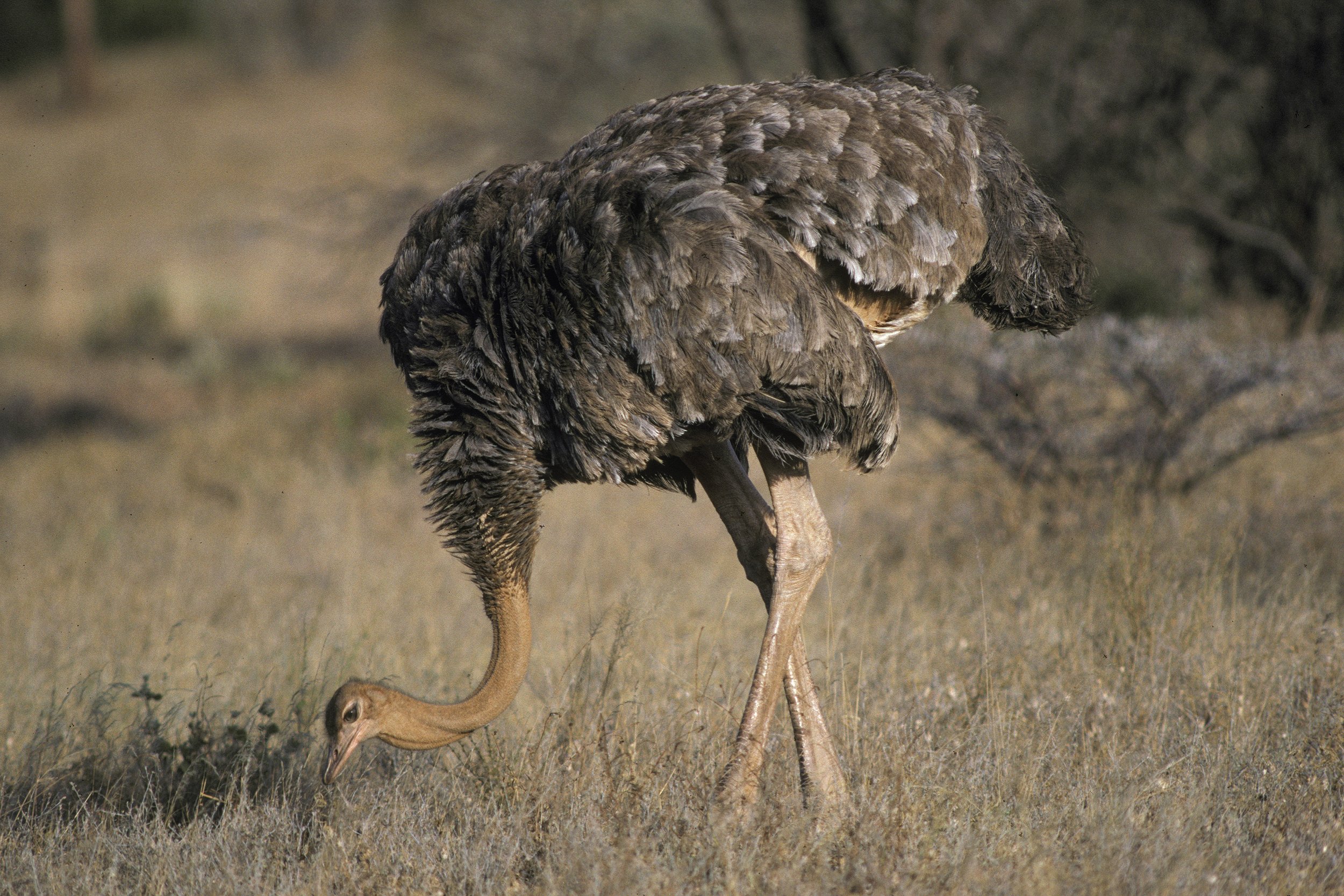 Common Ostrich