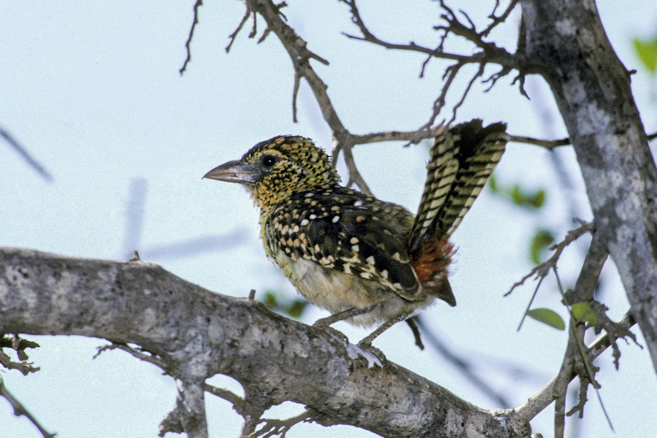 Darnaud's Barbet