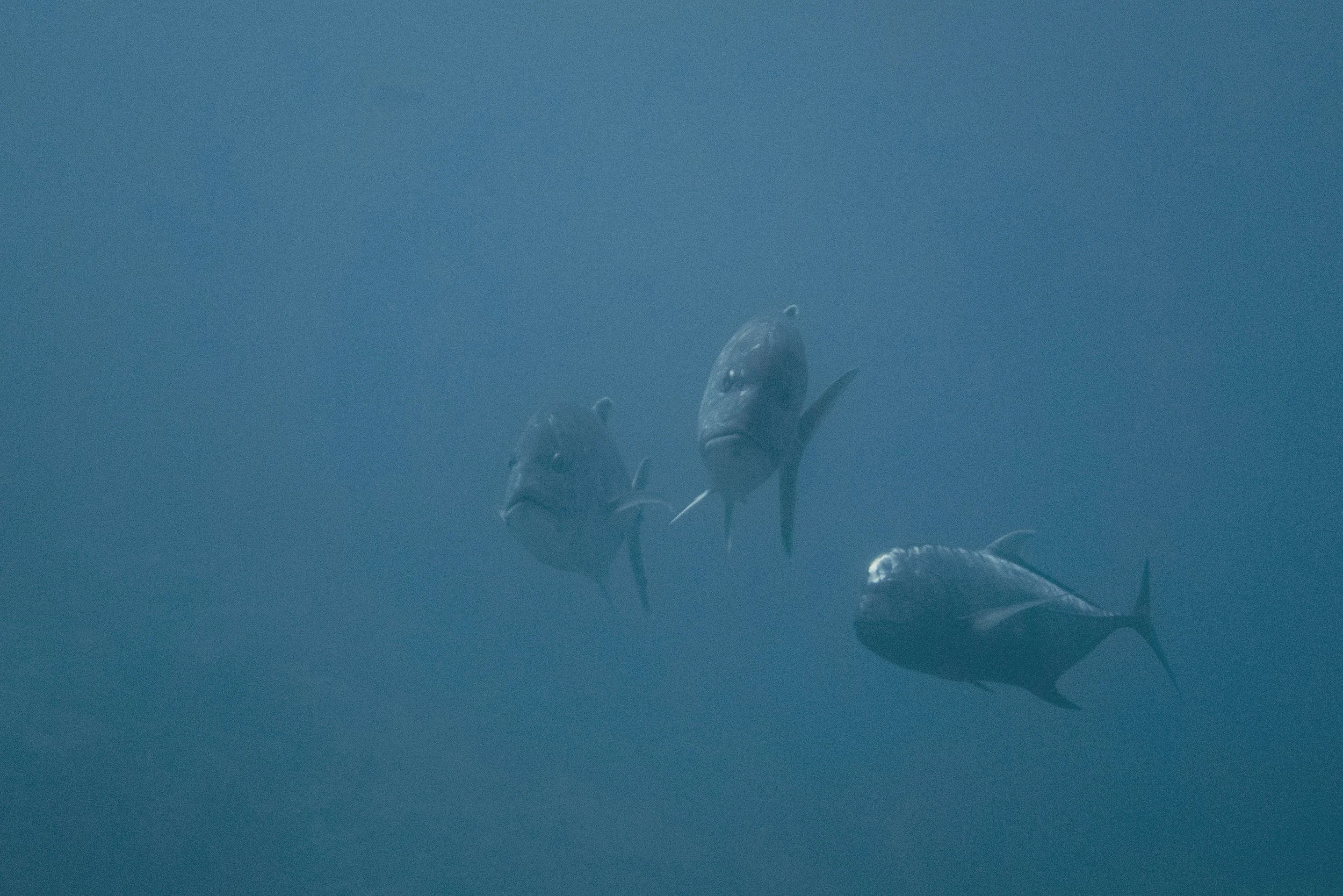 Komodo_DSC01709.jpg