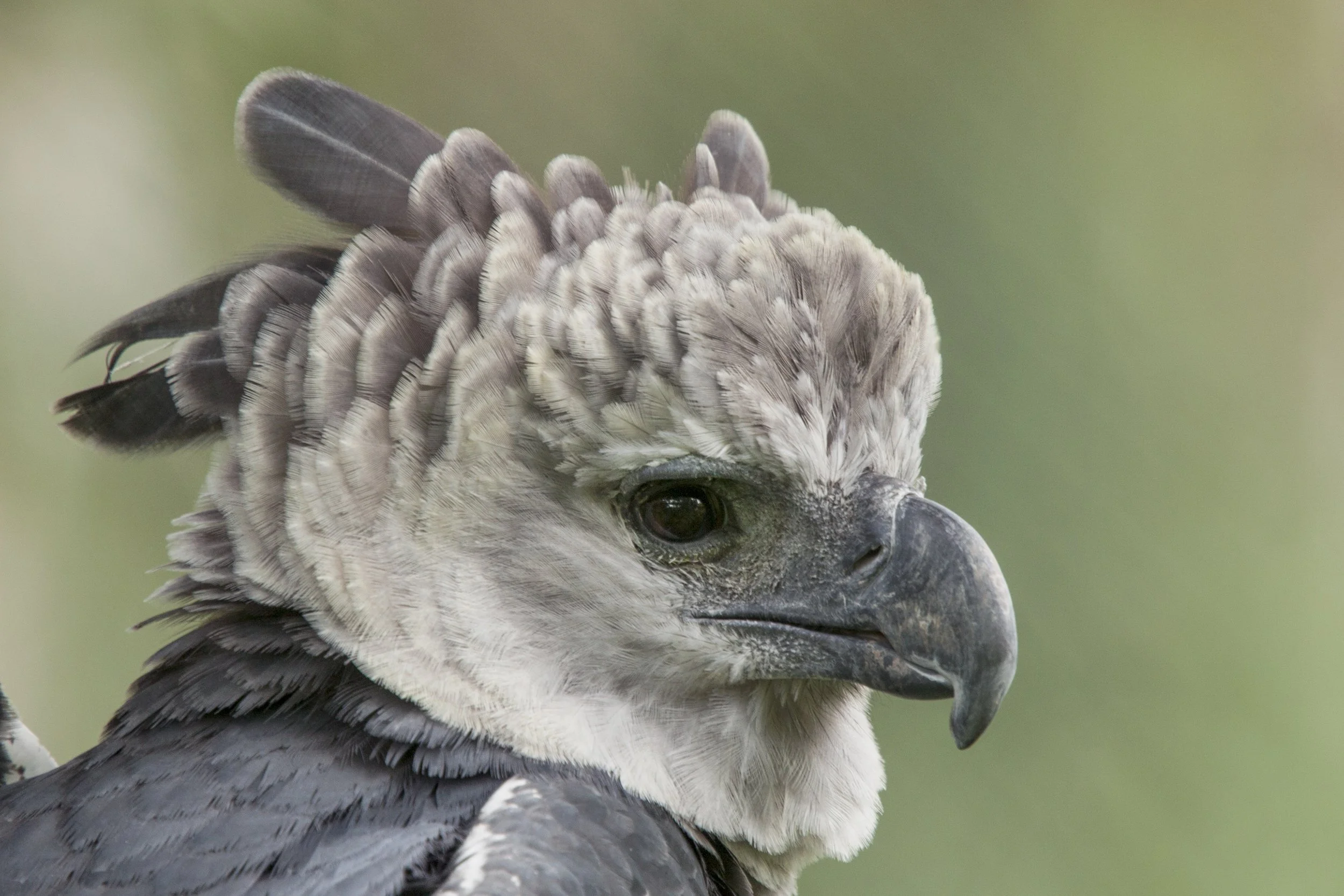 Harpy Eagle (Captive)