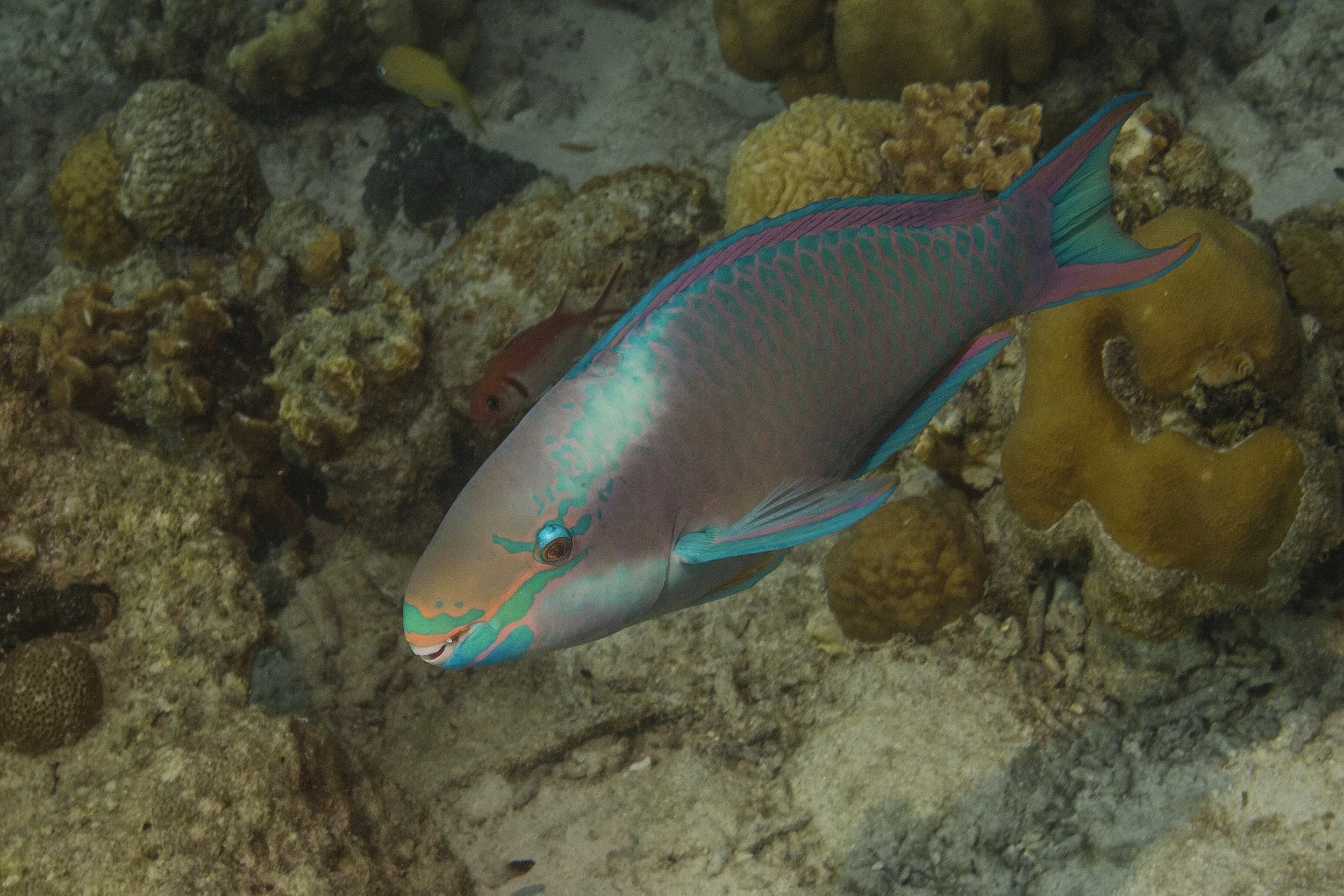 Bonaire_IMG_9502.jpg