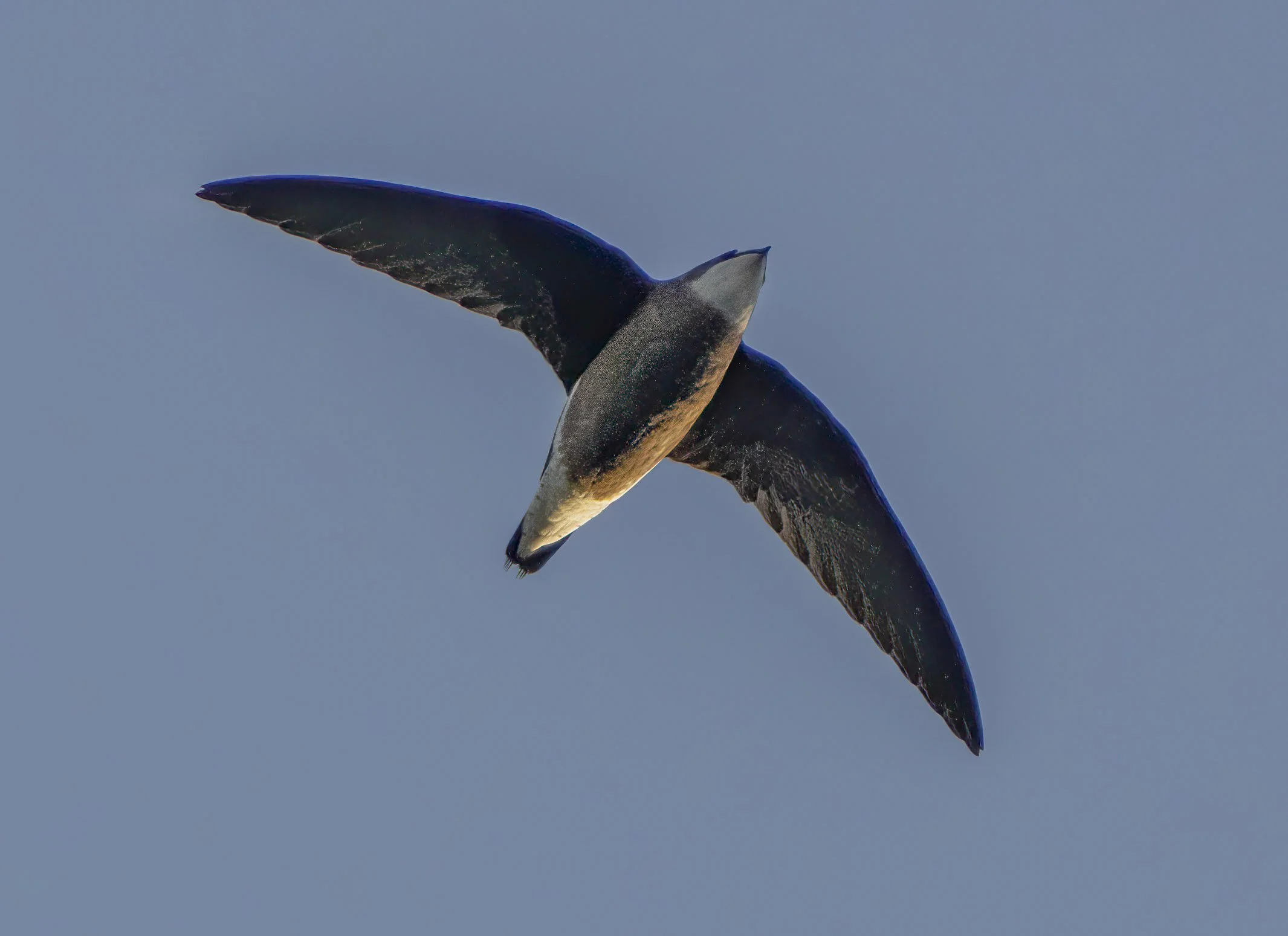 White-Throated Needletail