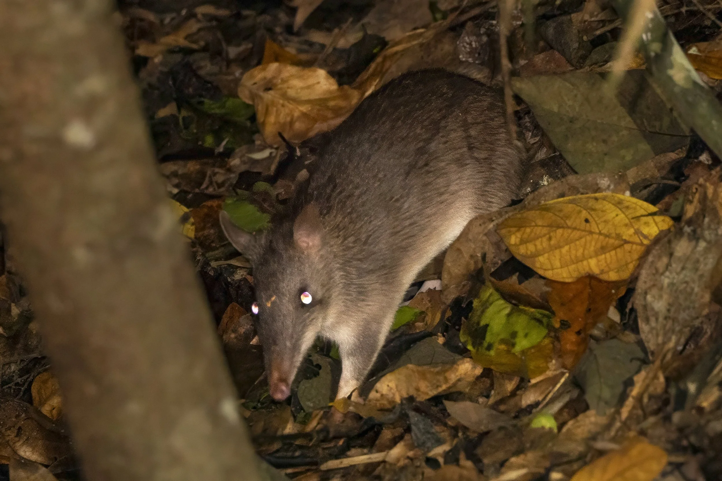 Northern Brown Bandicoot, Australia
