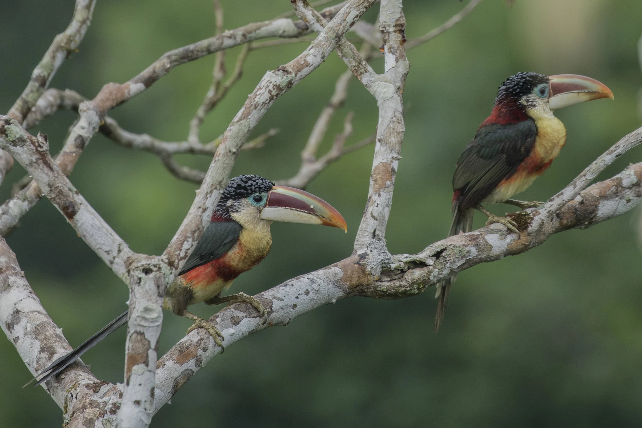 Curl Crested Aracari