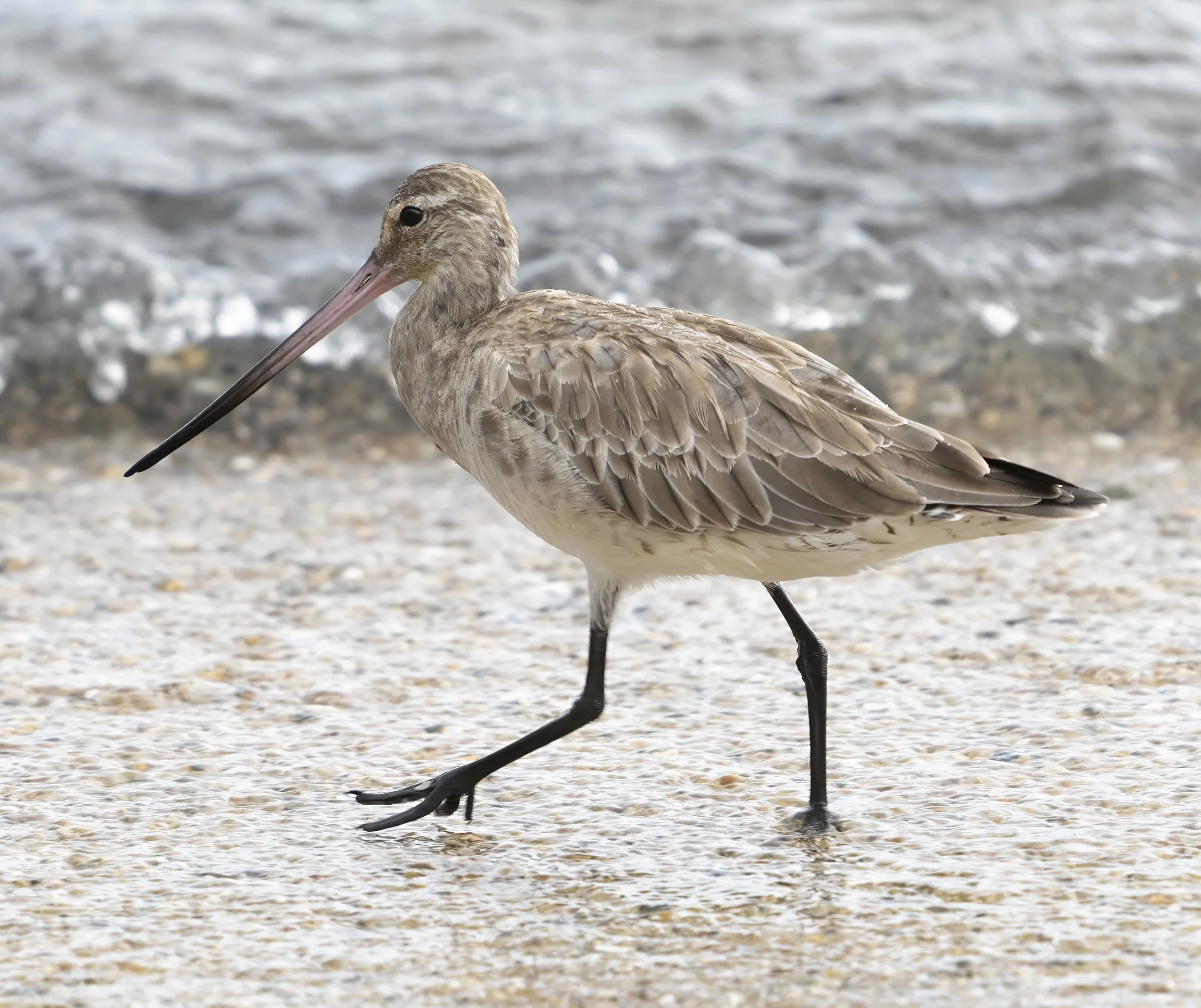Black Tailed Godwit