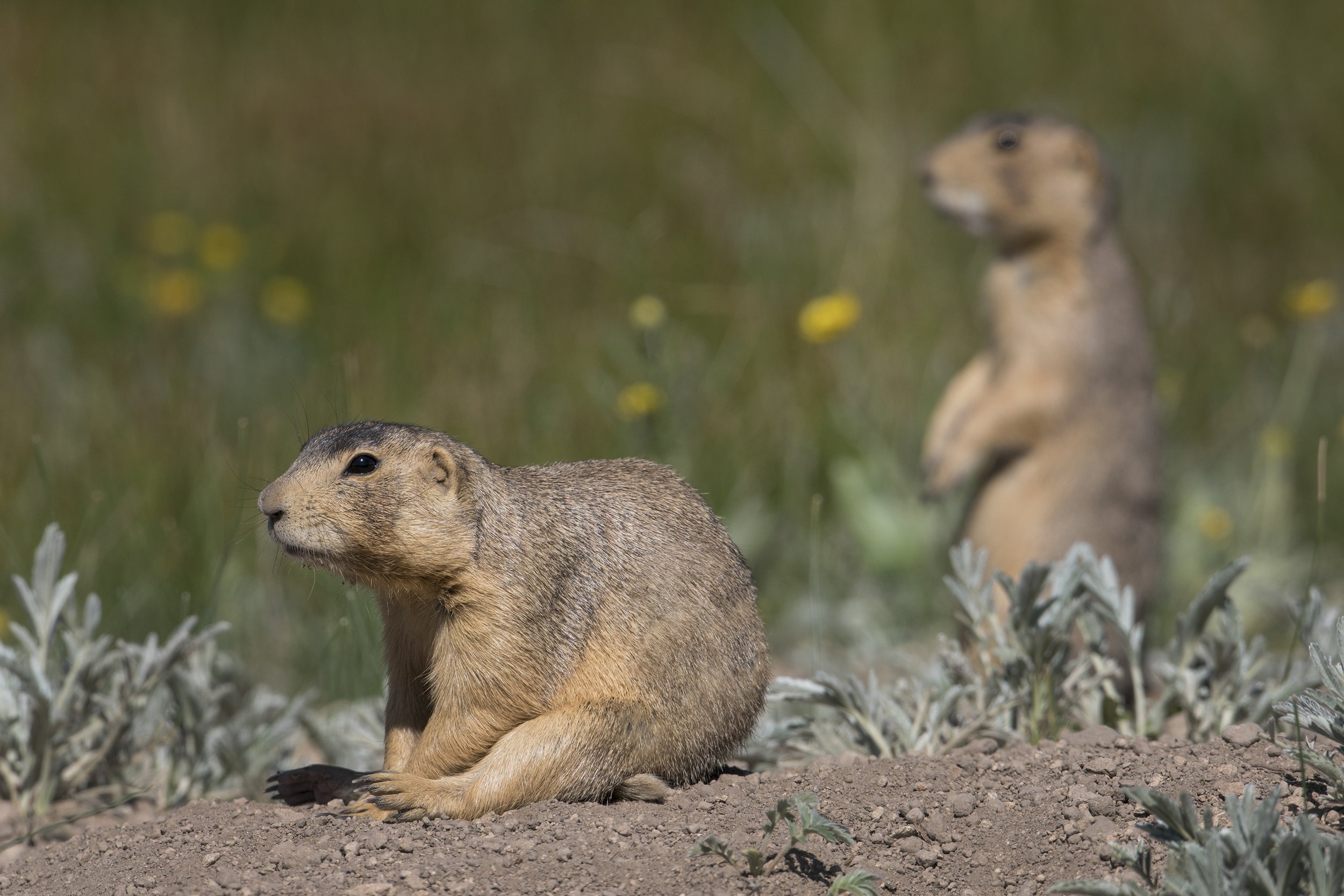 Gunnison's Prairie Dog, NM