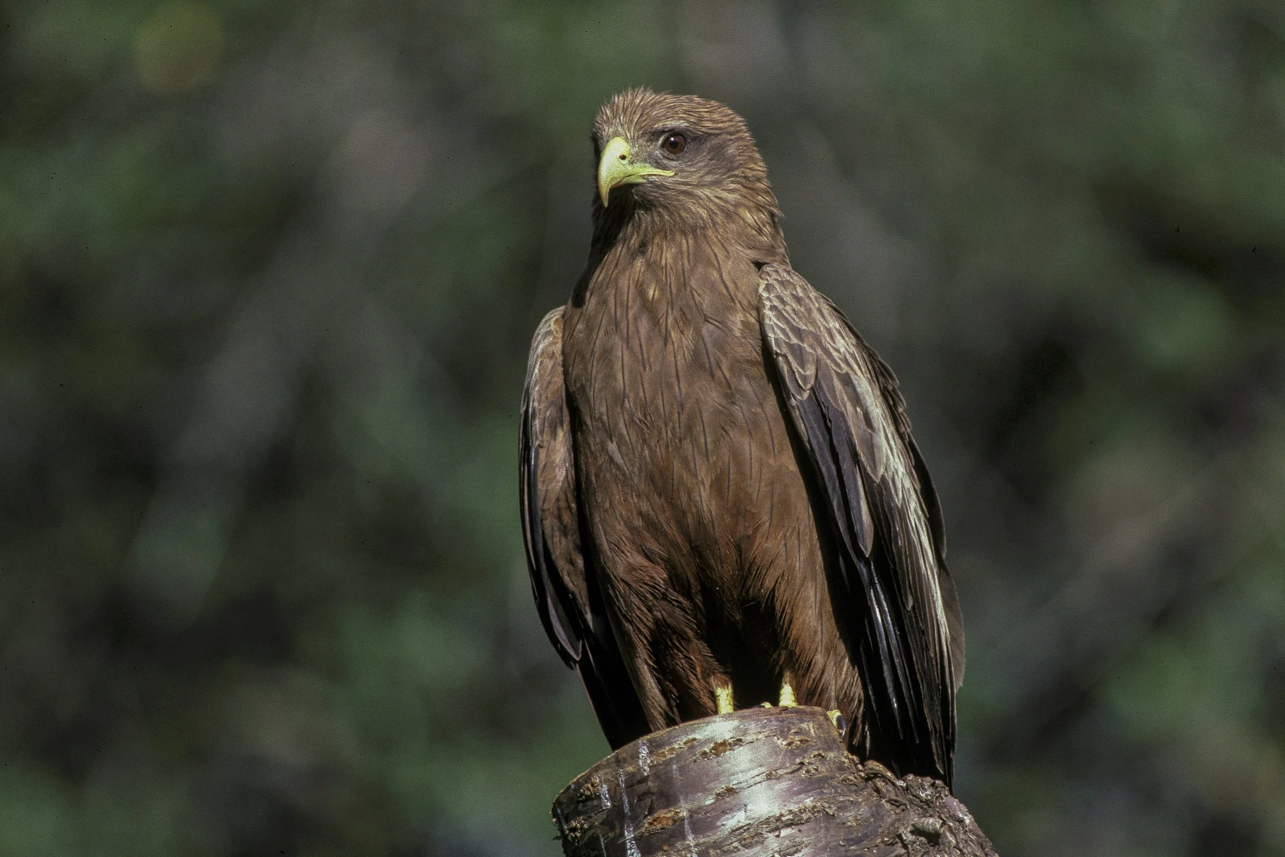 Black Kite