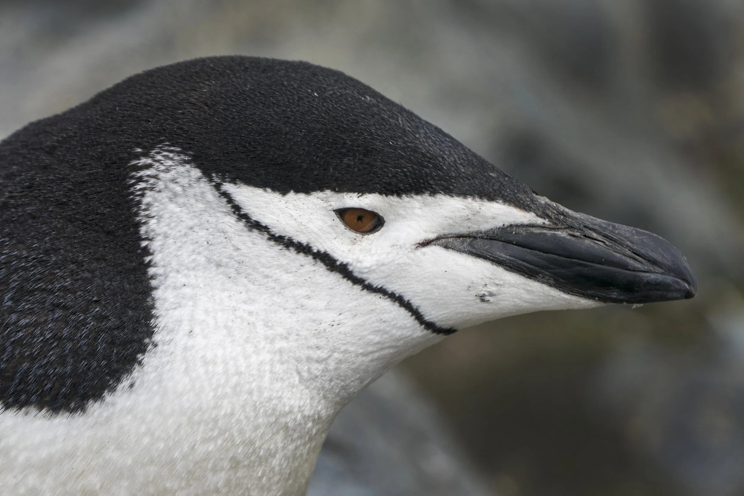 Chinstrap Penguin
