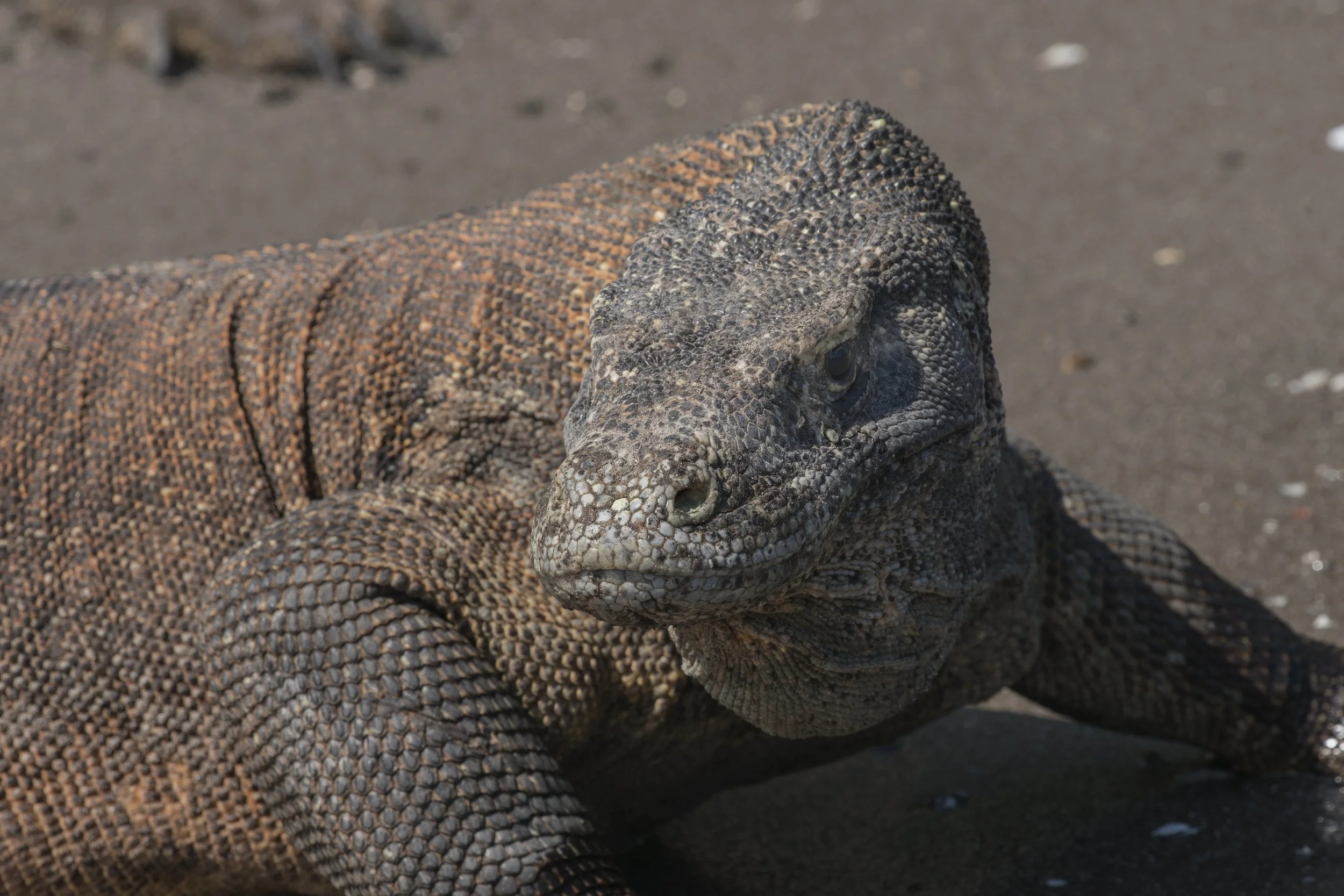 Komodo_DSC00695.jpg