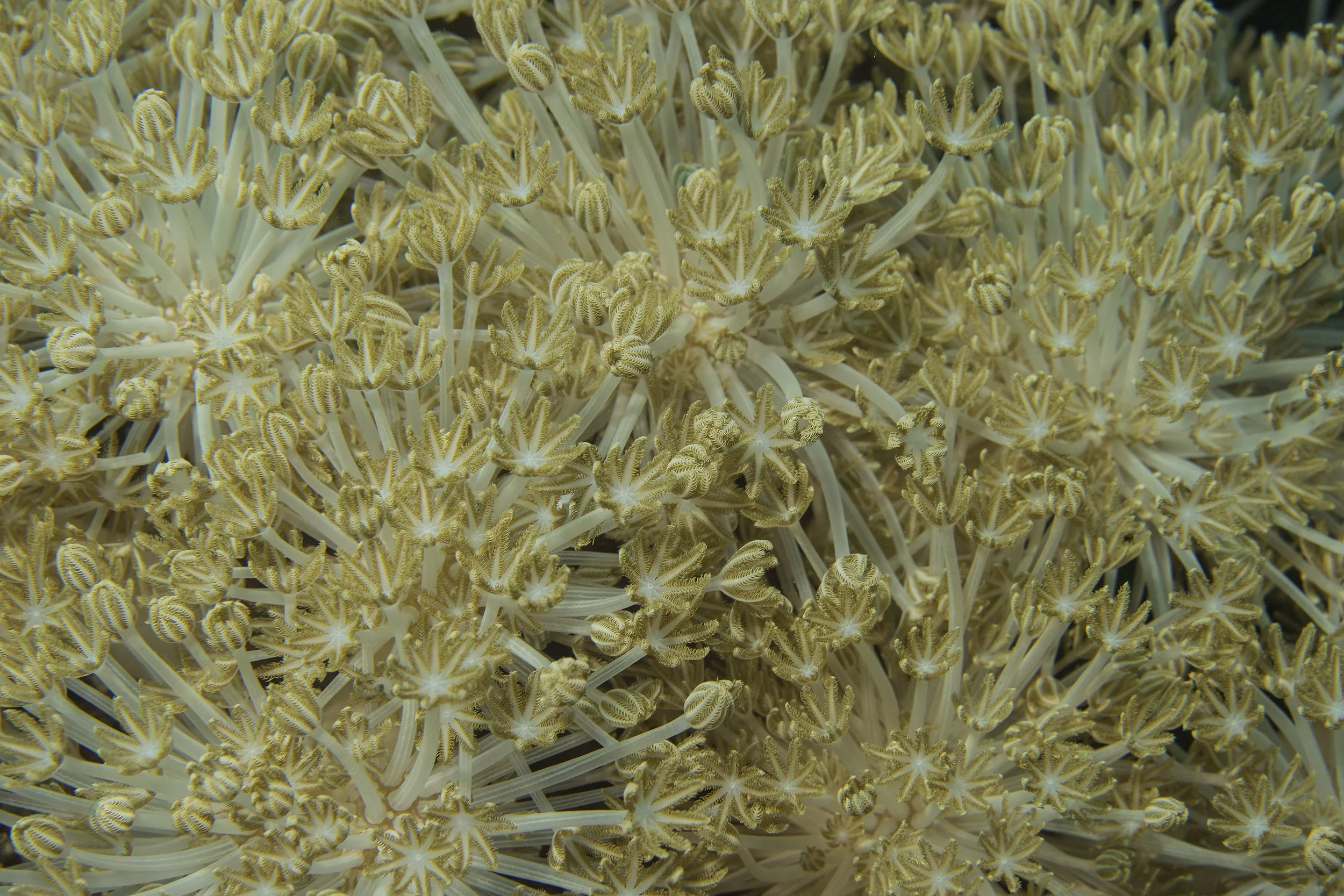 Komodo_DSC05935.jpg