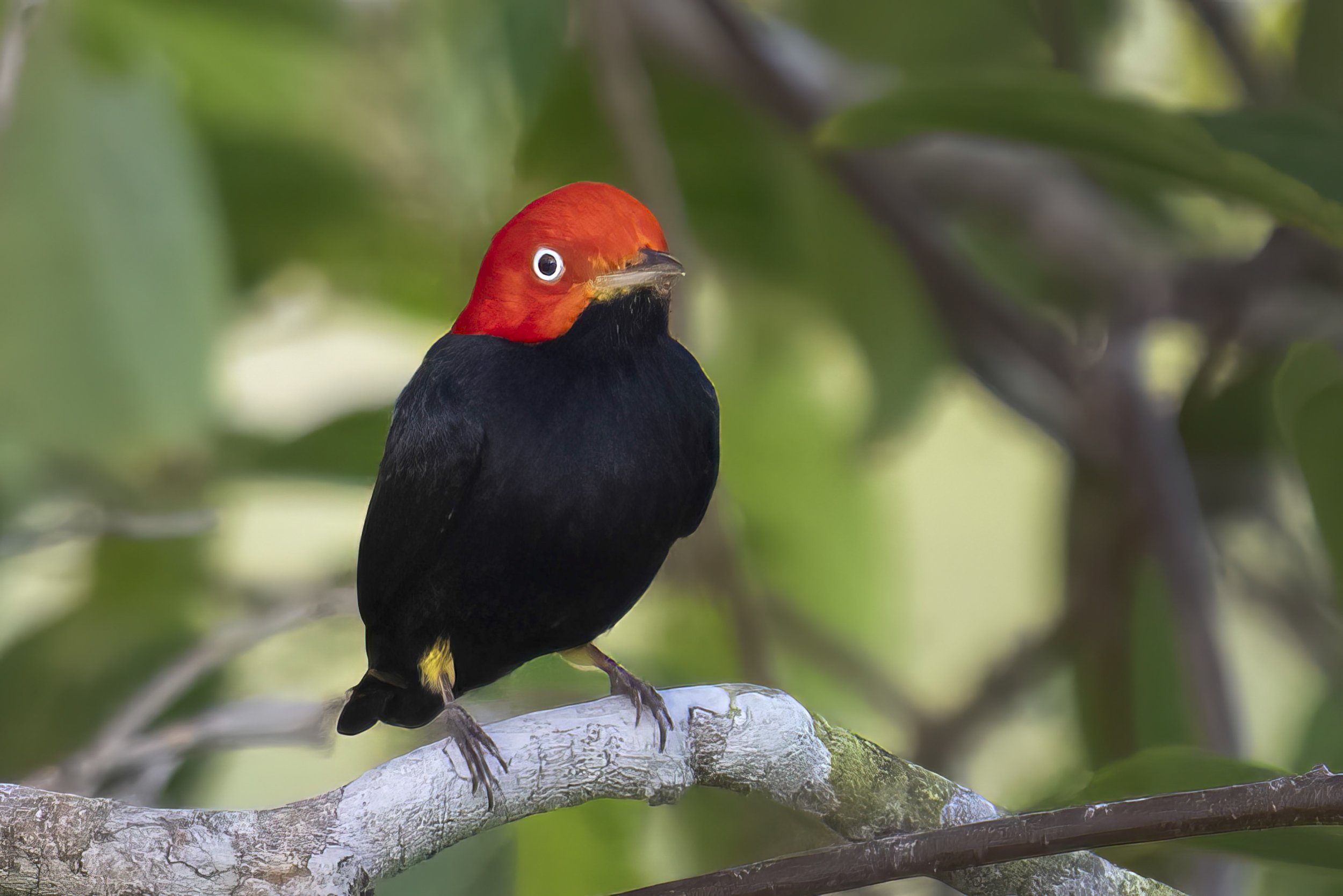 Red Capped Manakin